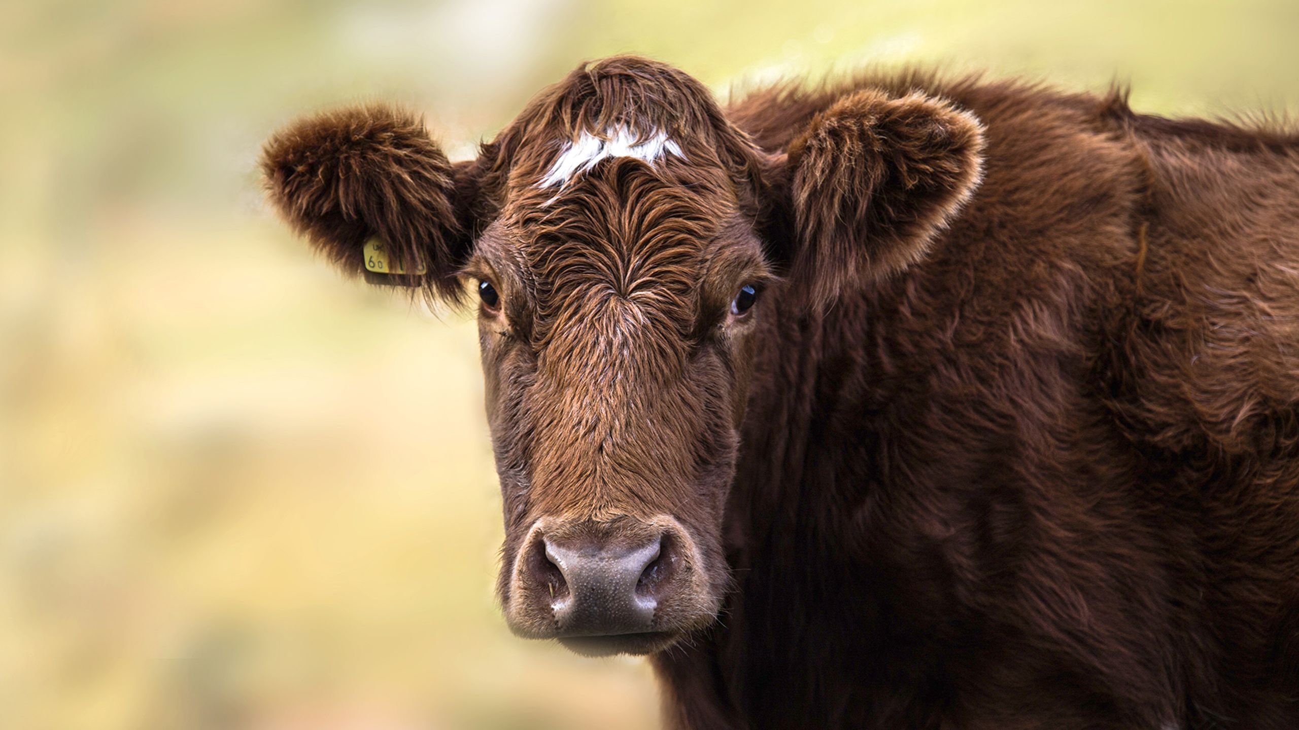 Cow on moor by Milada Vigerova on Pixabay