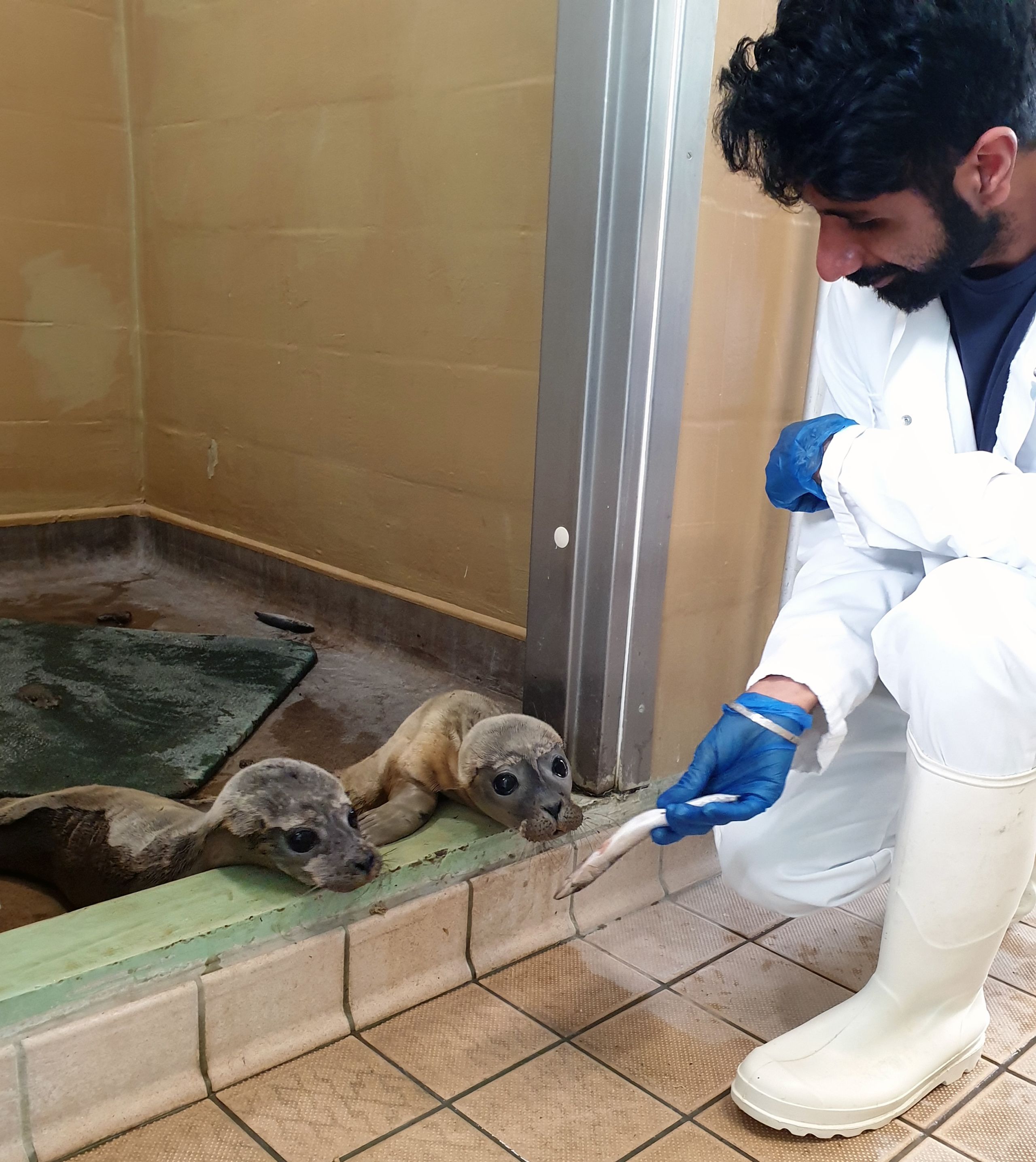 Prem feeding orphaned seal pups