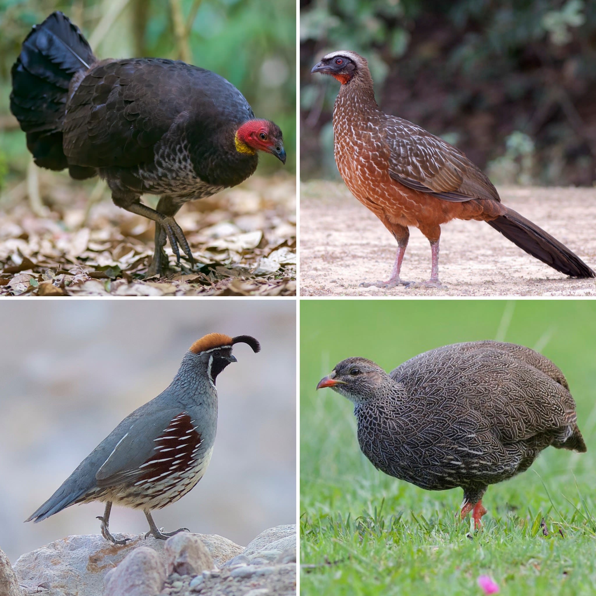 Examples of modern chicken-like birds