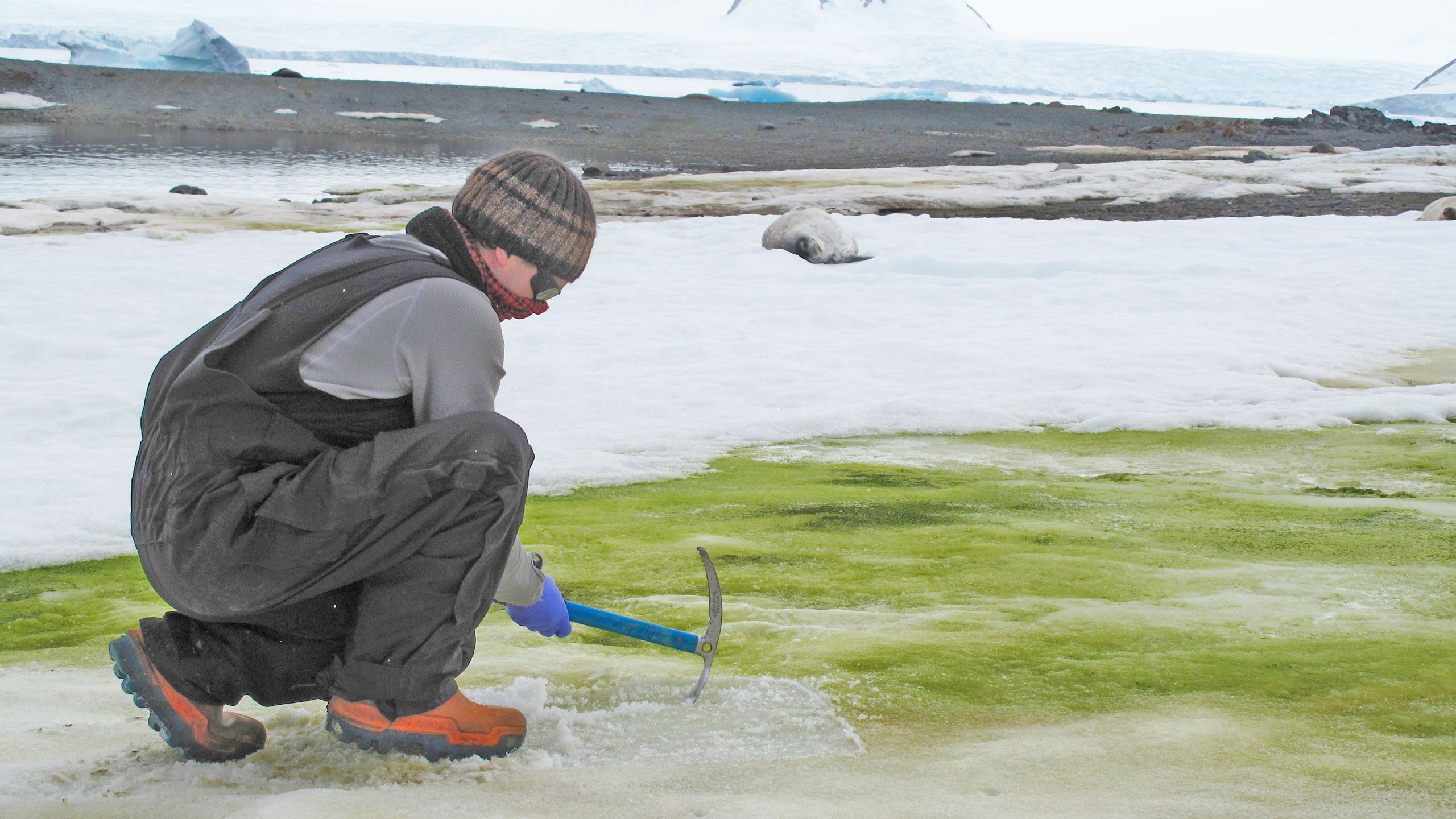 Matt Davey sampling snow algae at Lagoon Island, Antarctica. Credit Sarah Vincent