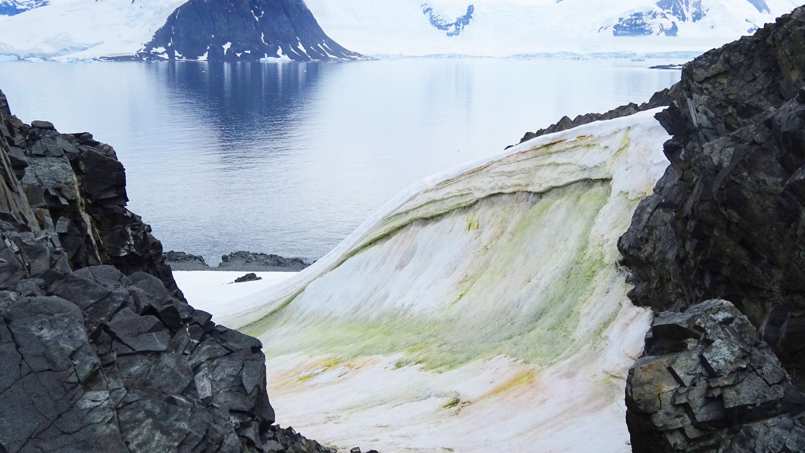 Alghe colorate della neve sull'isola di Anchorage, Antartide. Credito Matt Davey