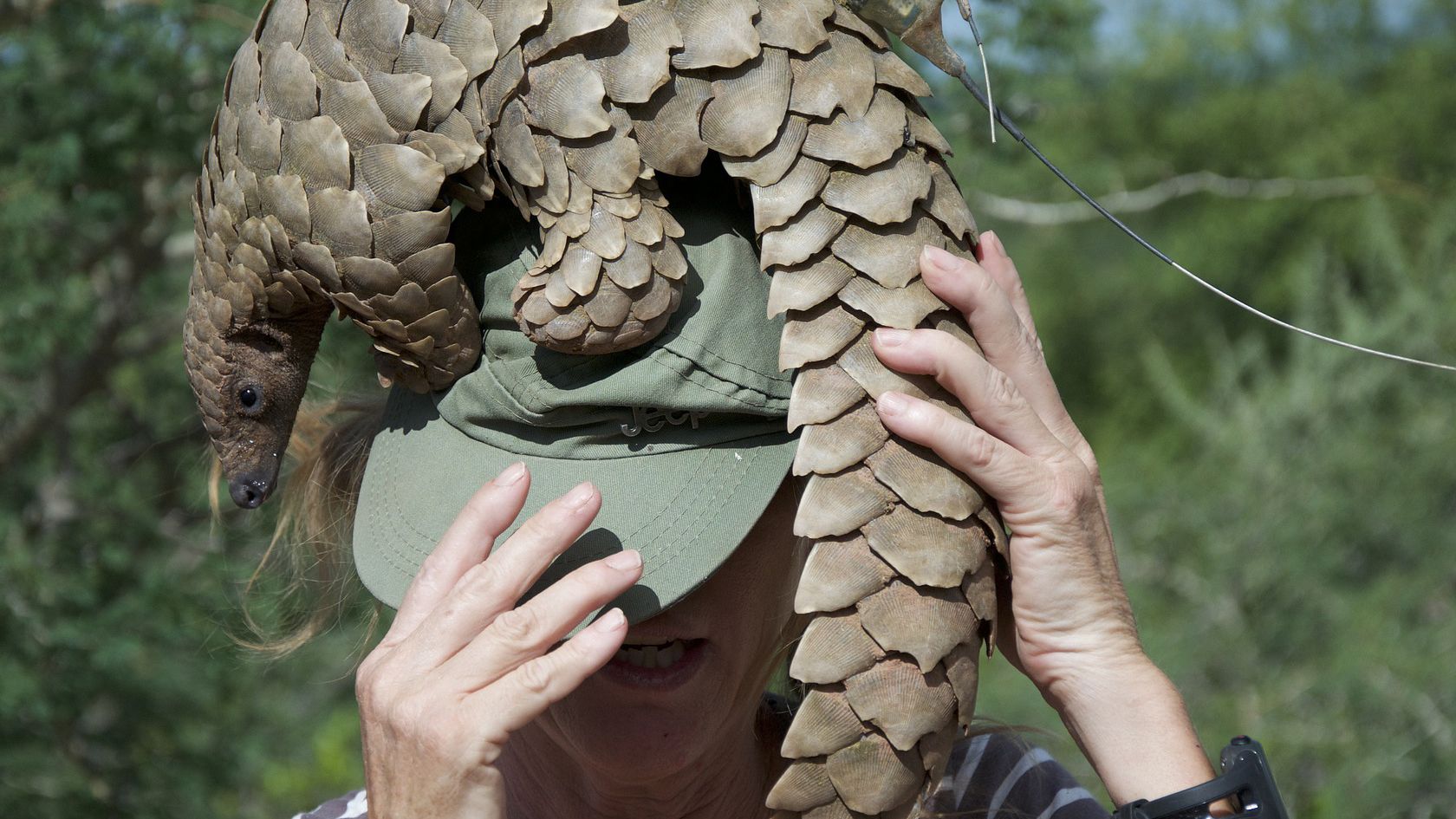 A live pangolin sitting on a person's head in Namibia. Image courtesy of Alex Strachan via pixabay