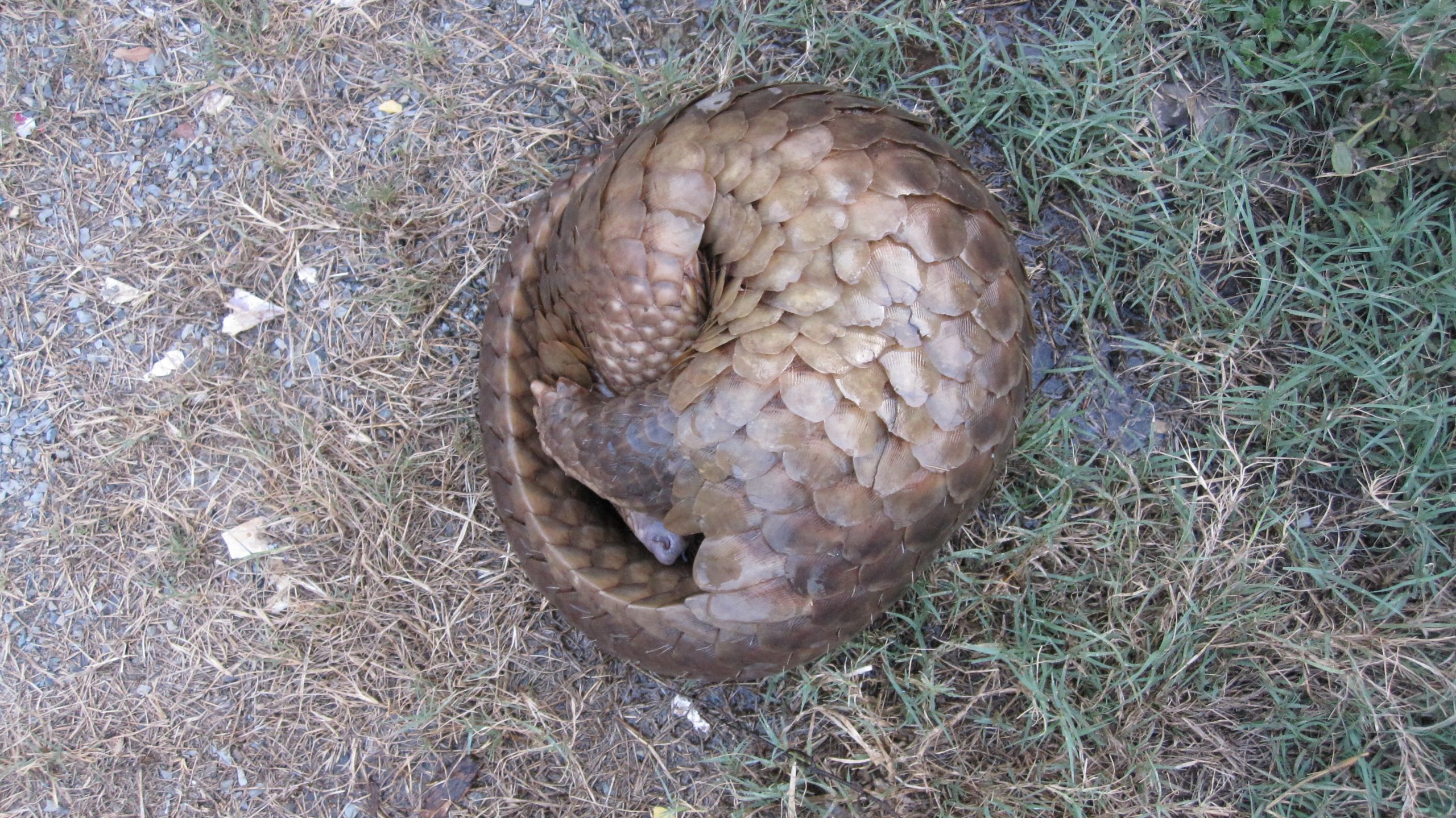 A pangolin curled up in defensive position. Image courtesy of Wildlife Alliance via Flikr under a CC licence