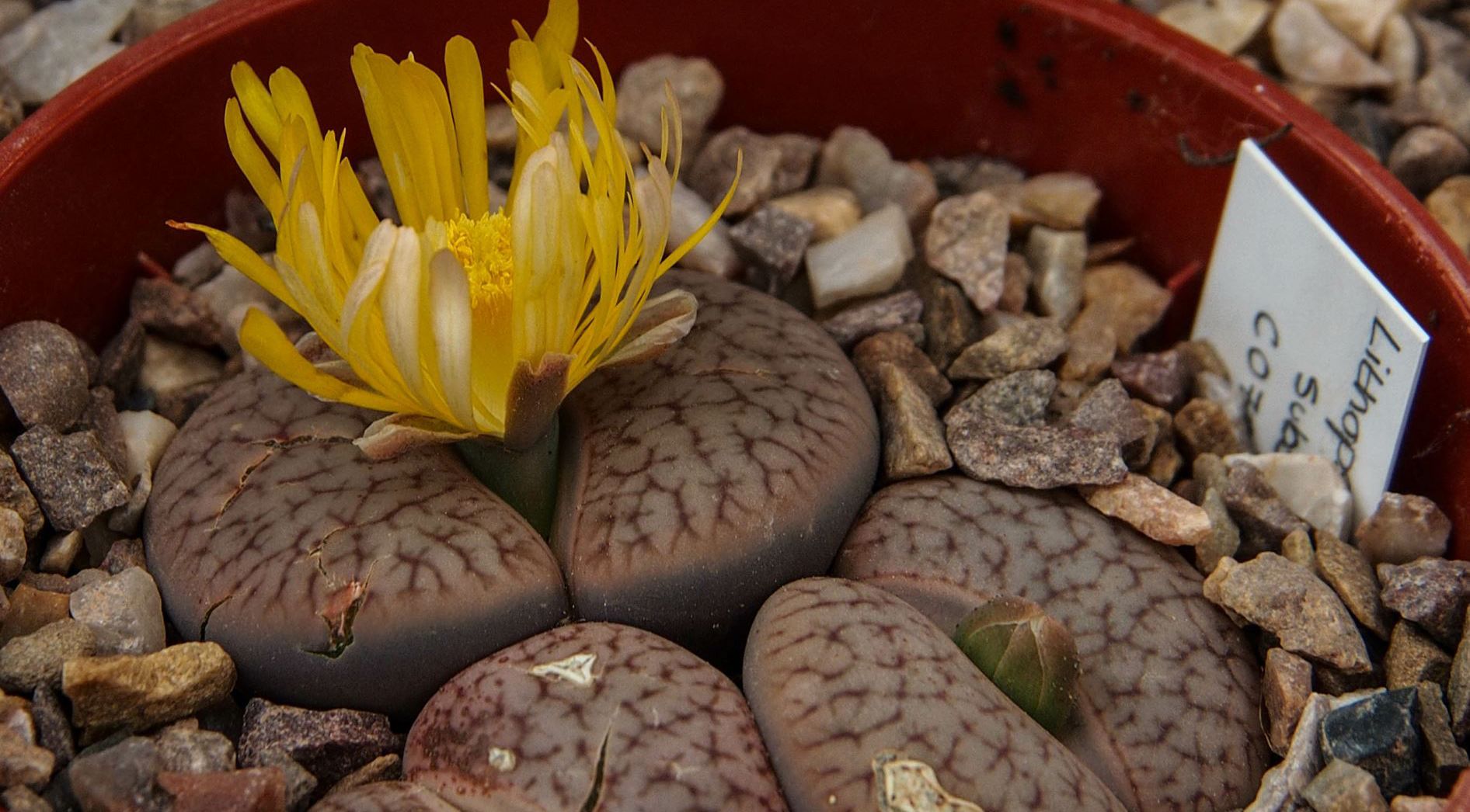 Lithops pseudotruncatella subsp. Dendritica at the Cambridge University Botanic Garden