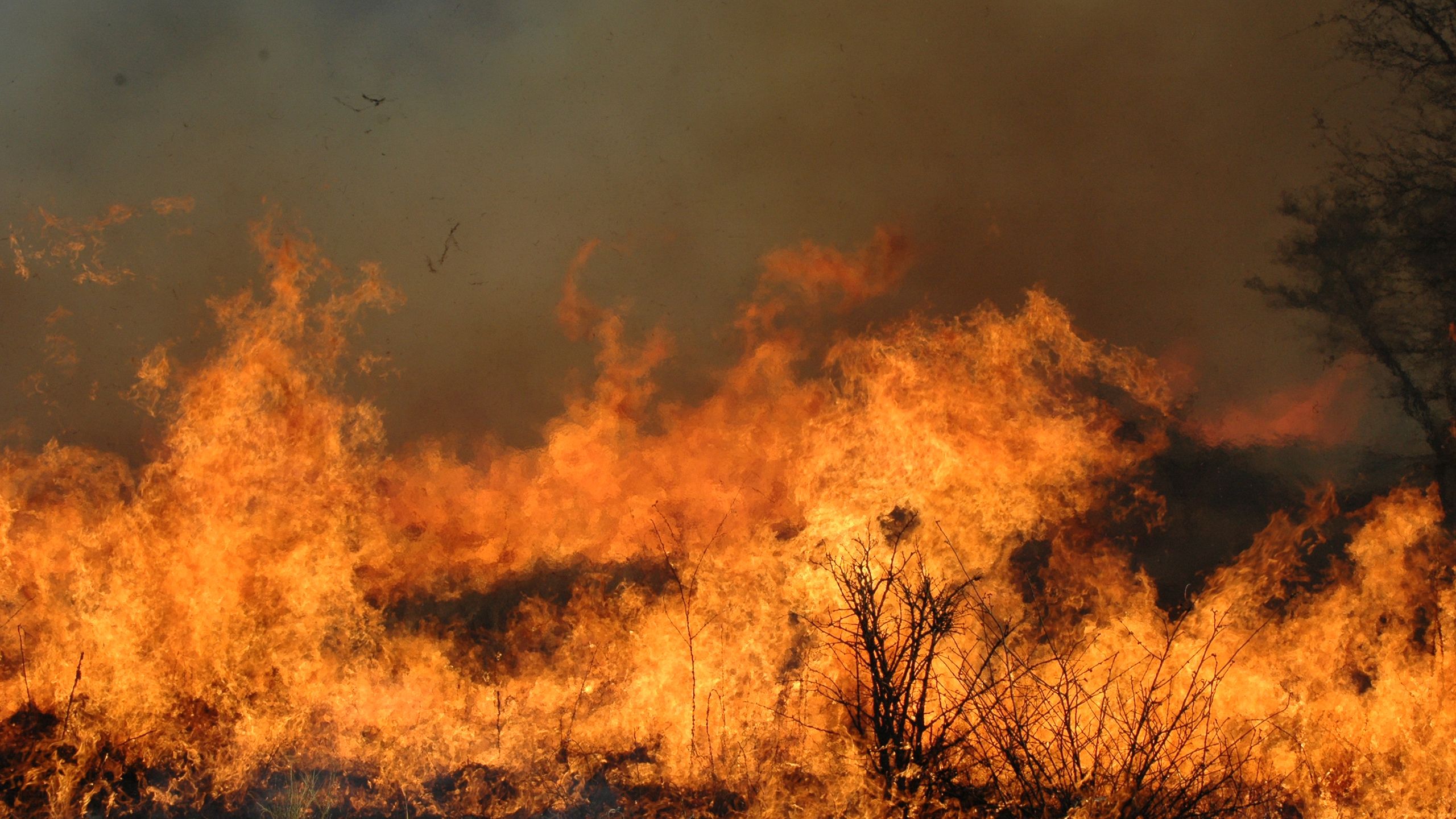 Fire in an African savannah, Kruger National Park. Credit: Corli Coetsee