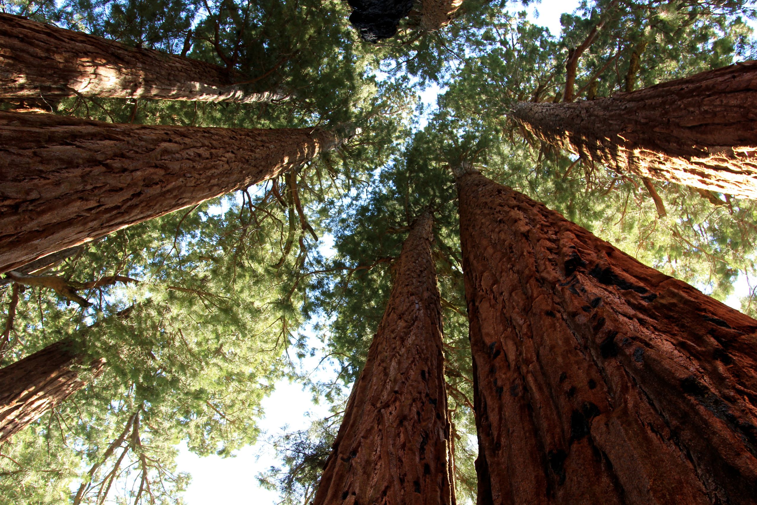 Giant sequoias, California