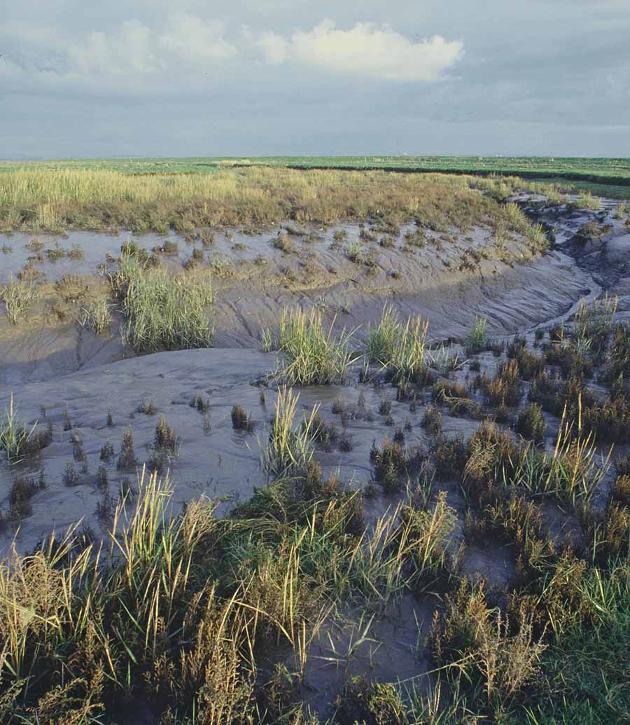 Hesketh Out Marsh, um pântano salgado no noroeste da Inglaterra. Os pesquisadores calcularam que cada hectare vale mais de US $ 2.000 somente em armazenamento de carbono.