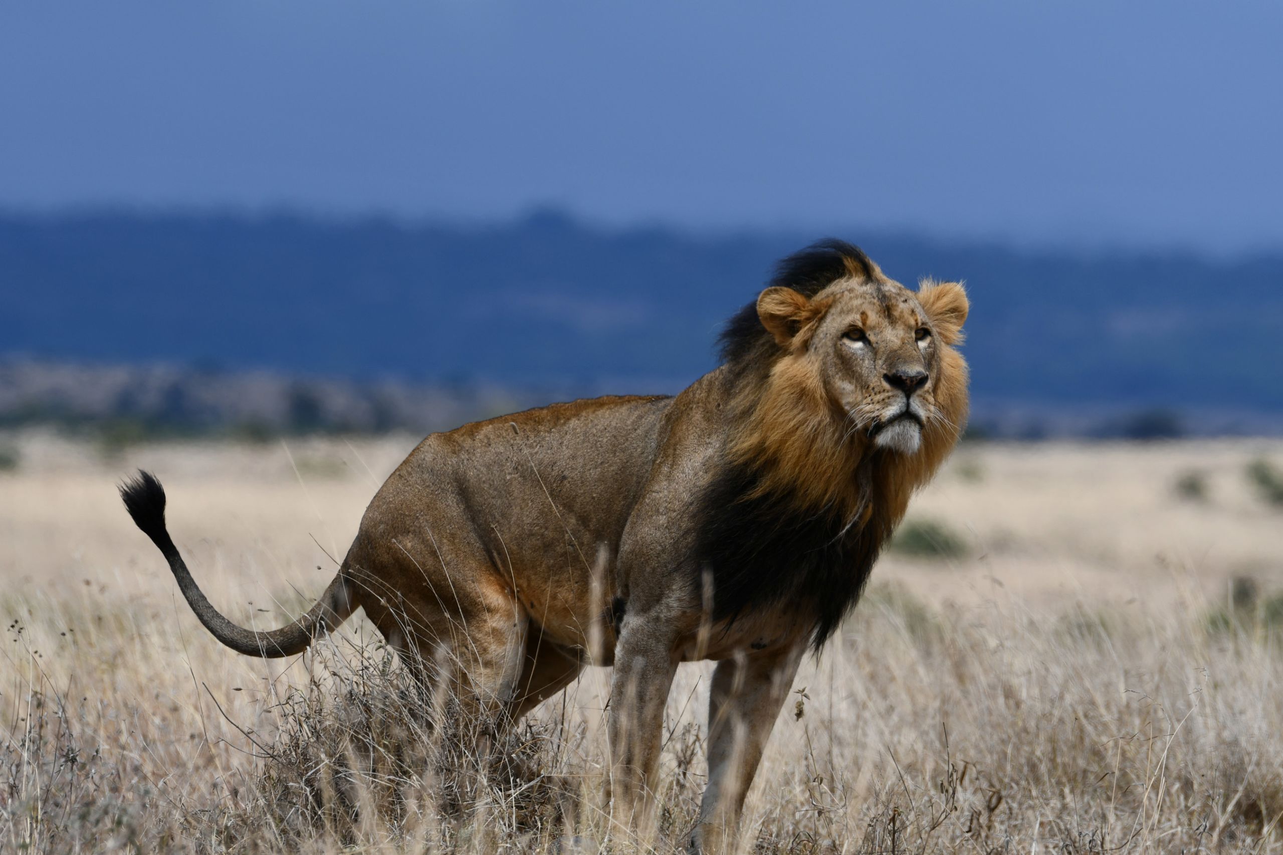 lion
