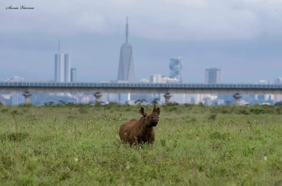 Rhino in foreground with city in background