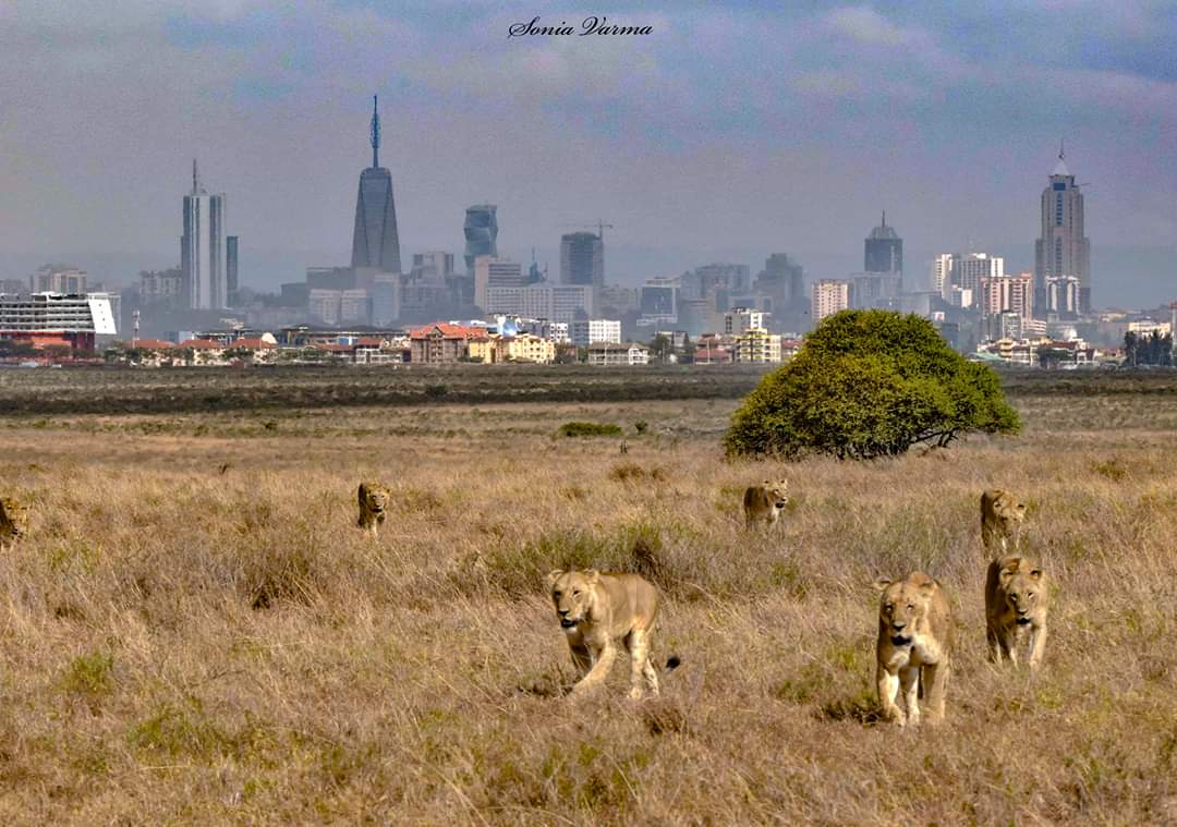 Lions in foreground with city in background