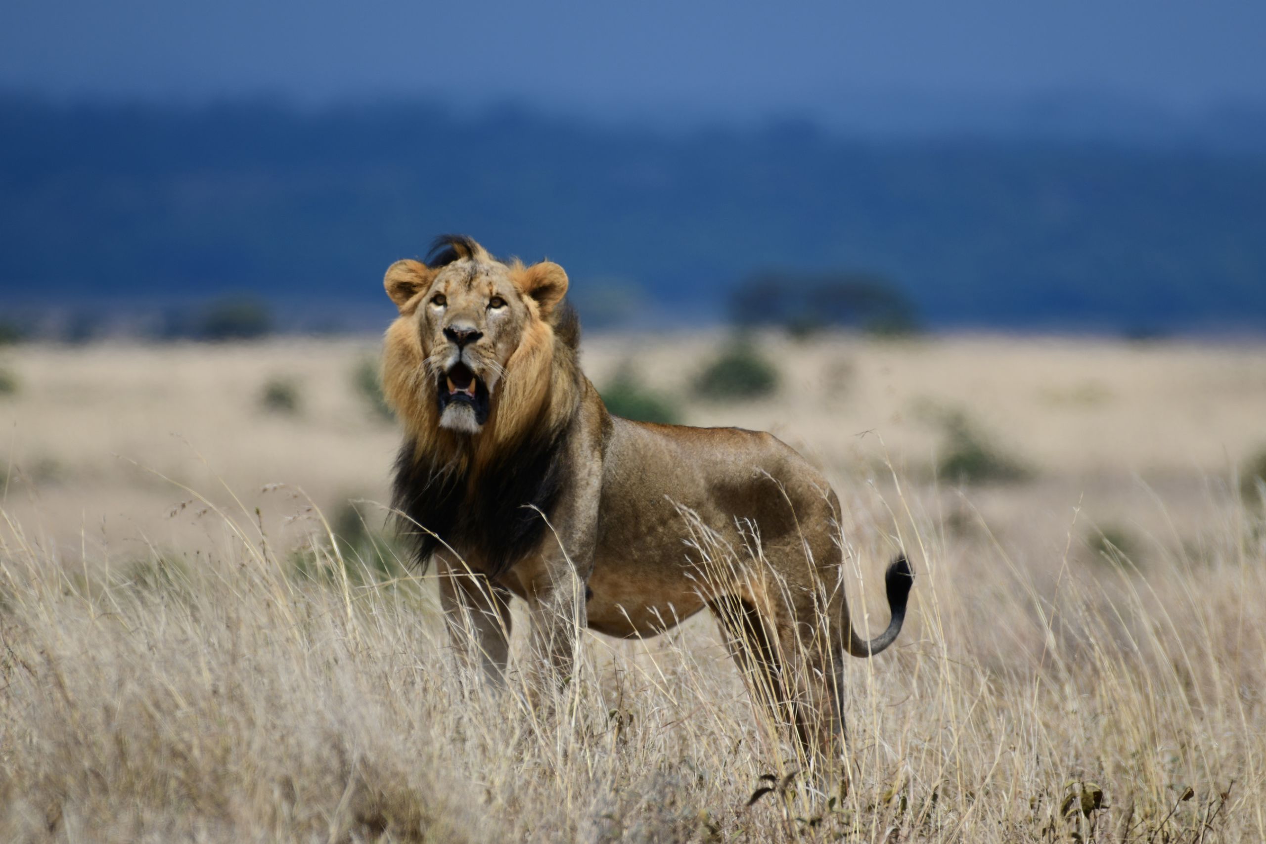 lion