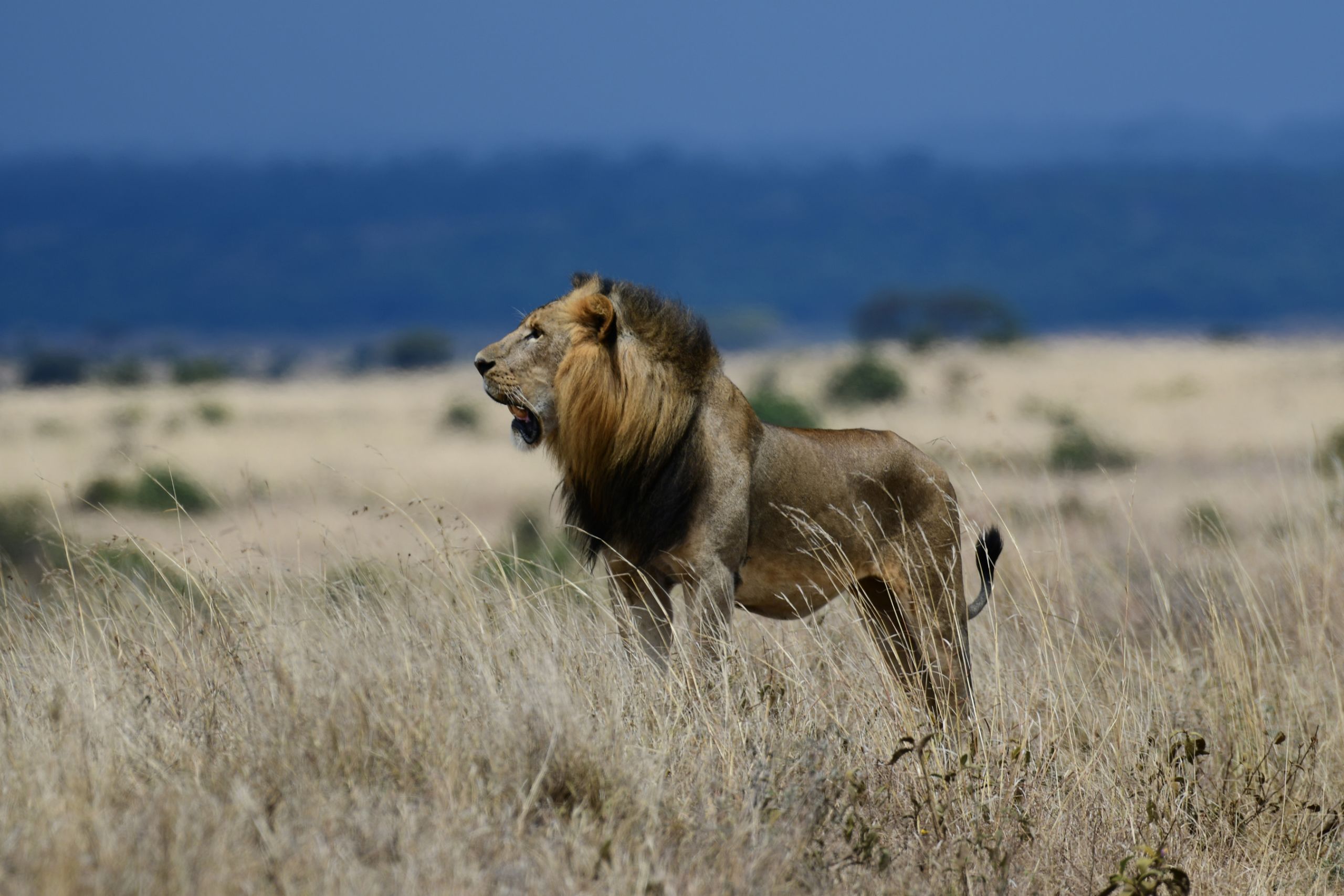 lion
