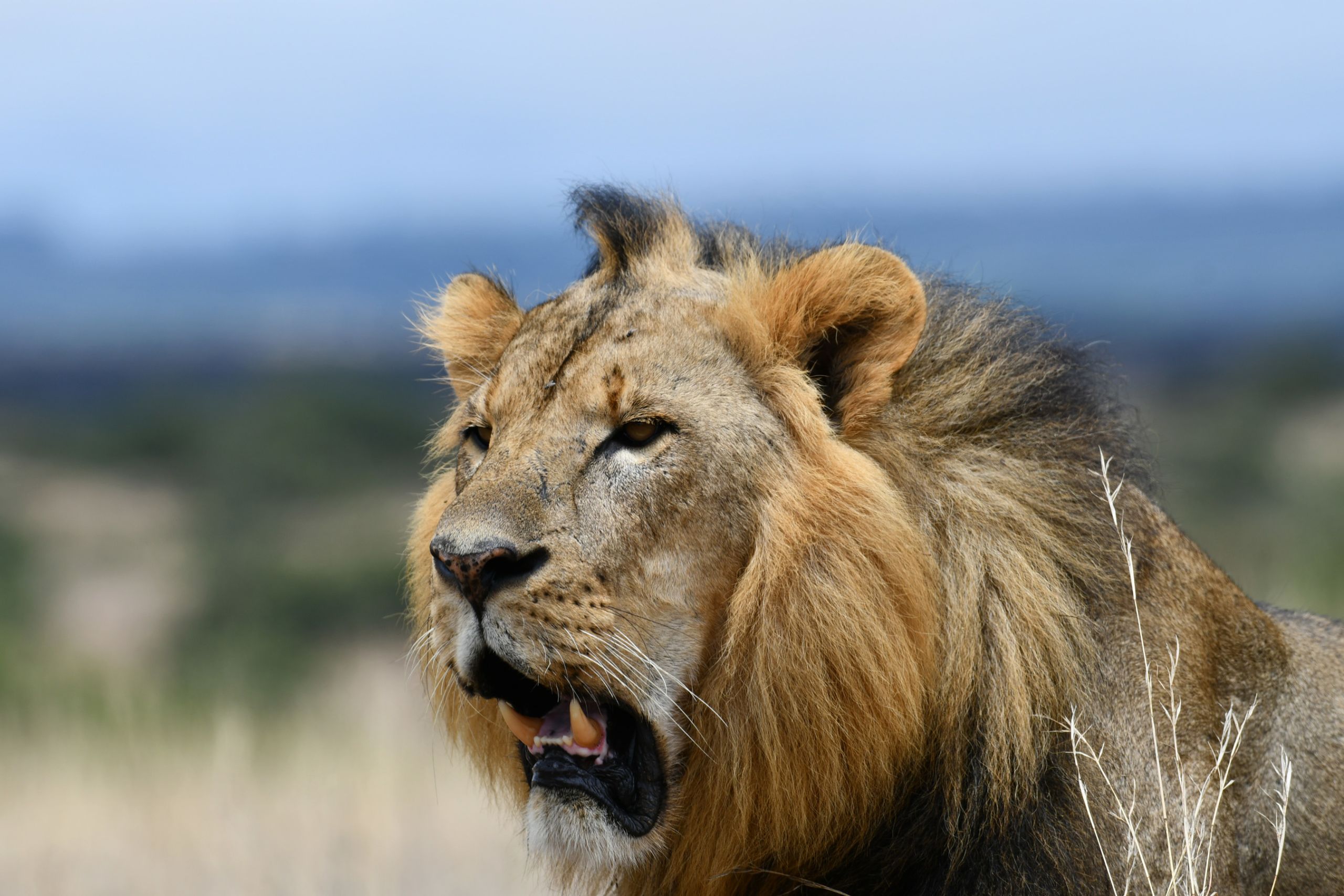 lion