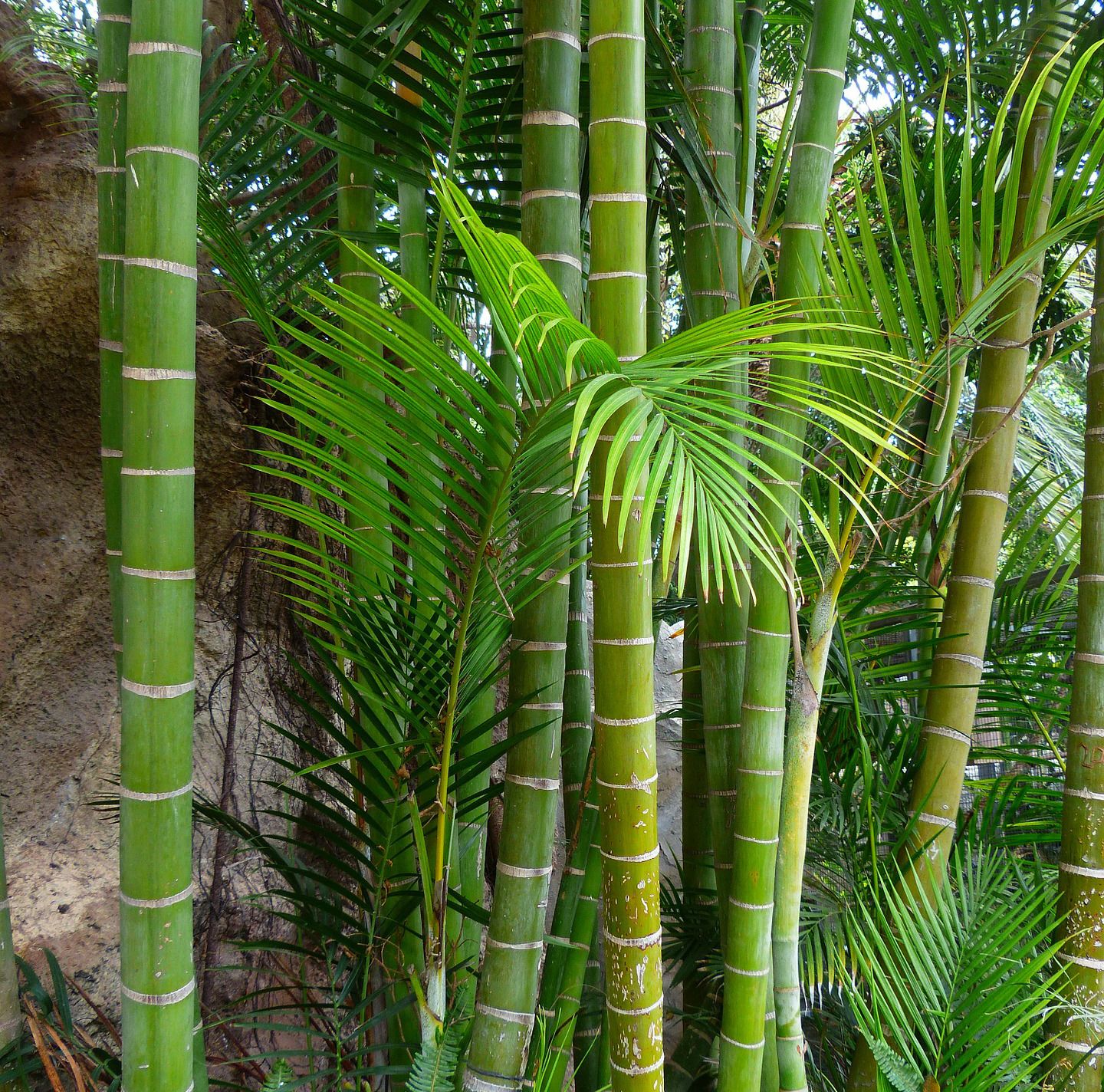 Moso bamboo. Image: Hans Braxmeier via Pixabay
