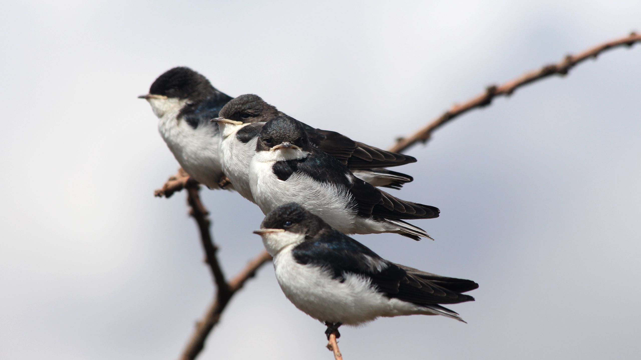 Juvenile White-tailed Swallows
