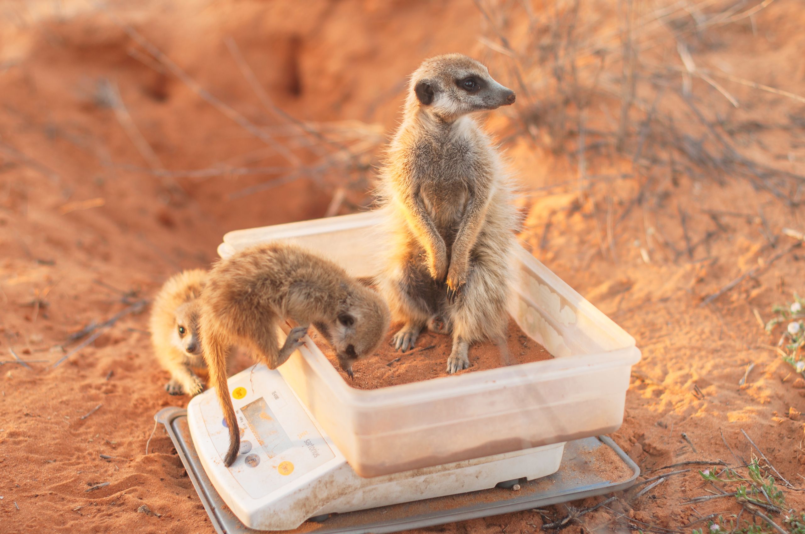 Hard-boiled egg encourages meerkats to weigh themselves. Credit: Dom Cram.