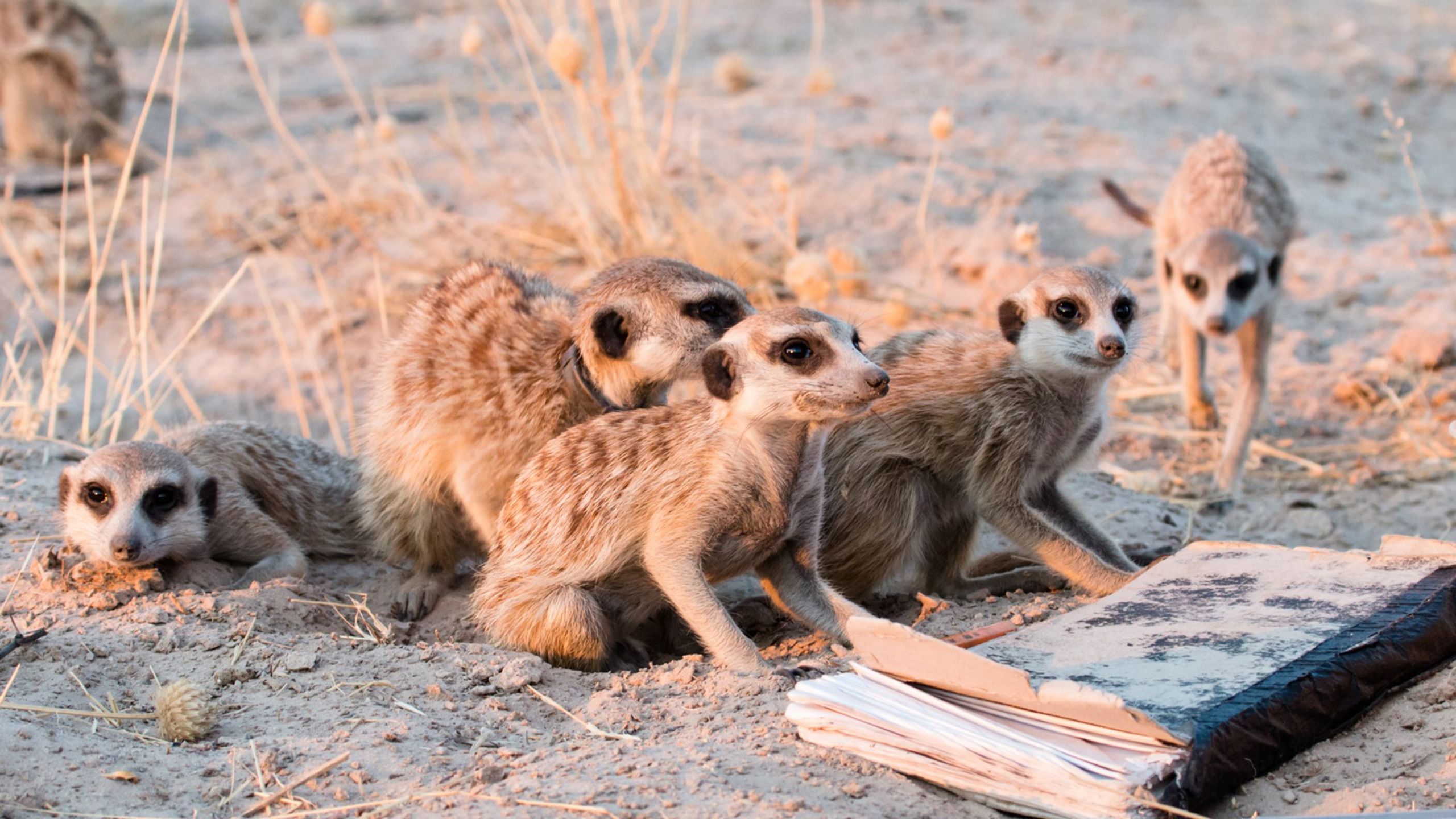 Monitoring the Meerkats of the Kalahari pic pic