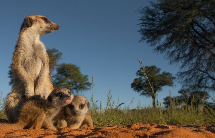Monitoring the Meerkats of the Kalahari