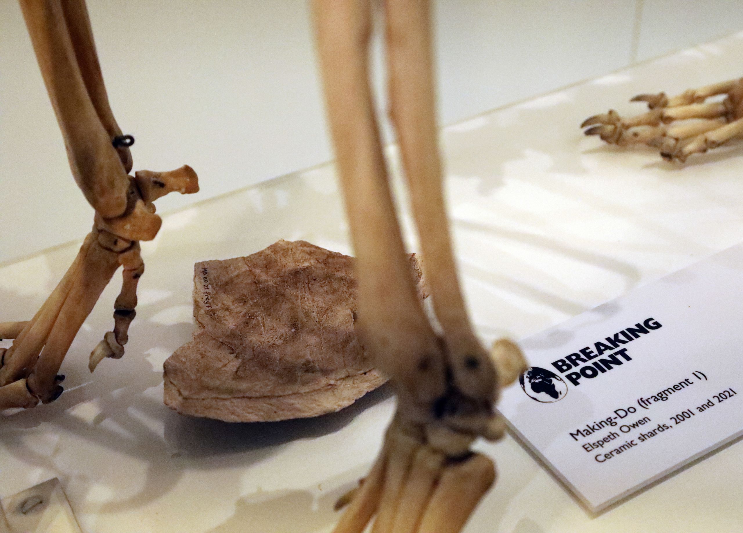 One of artist Elspeth Owen's ceramic egg fragments (2001 and 2021) on display in the Museum of Zoology