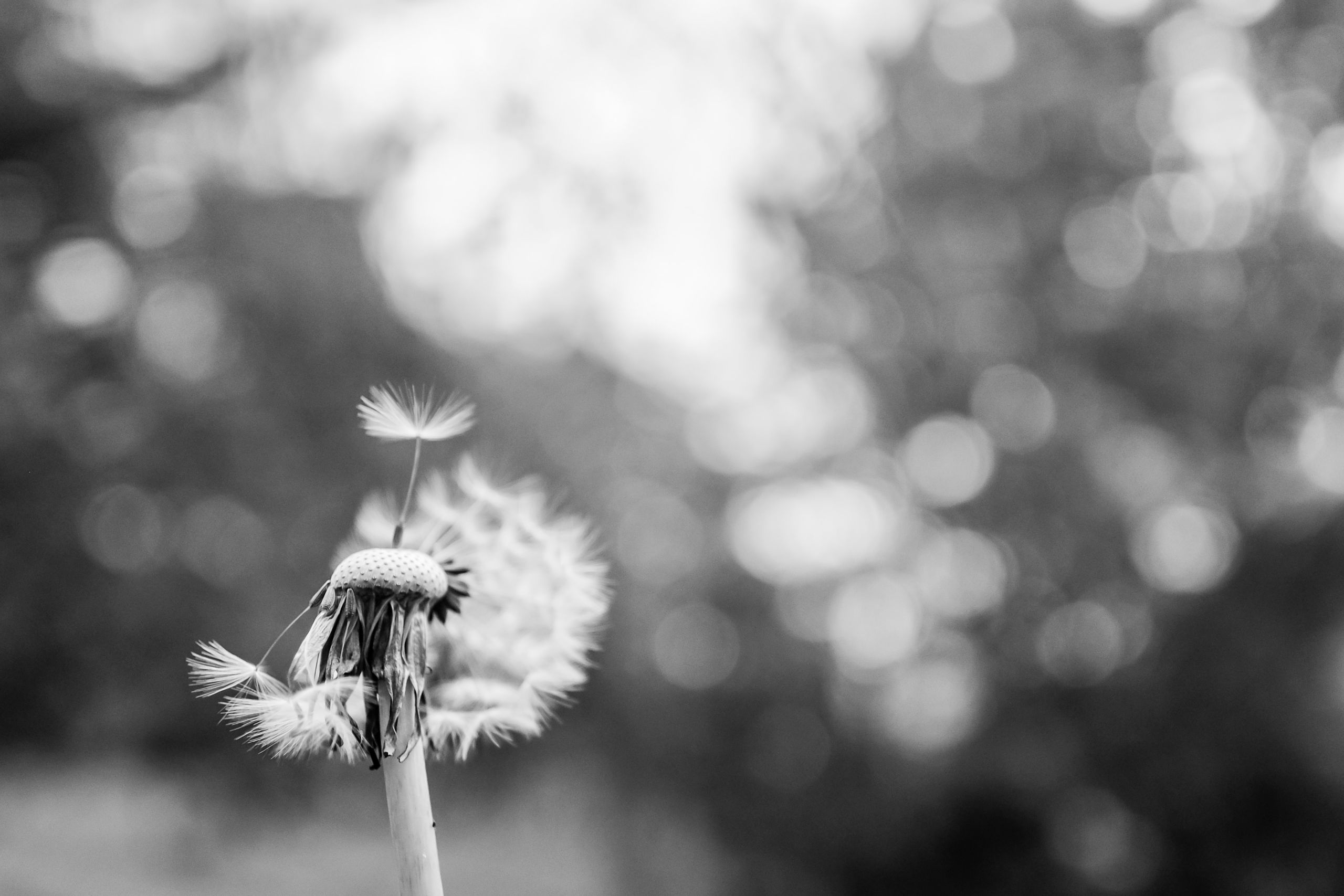 Dandelion clock