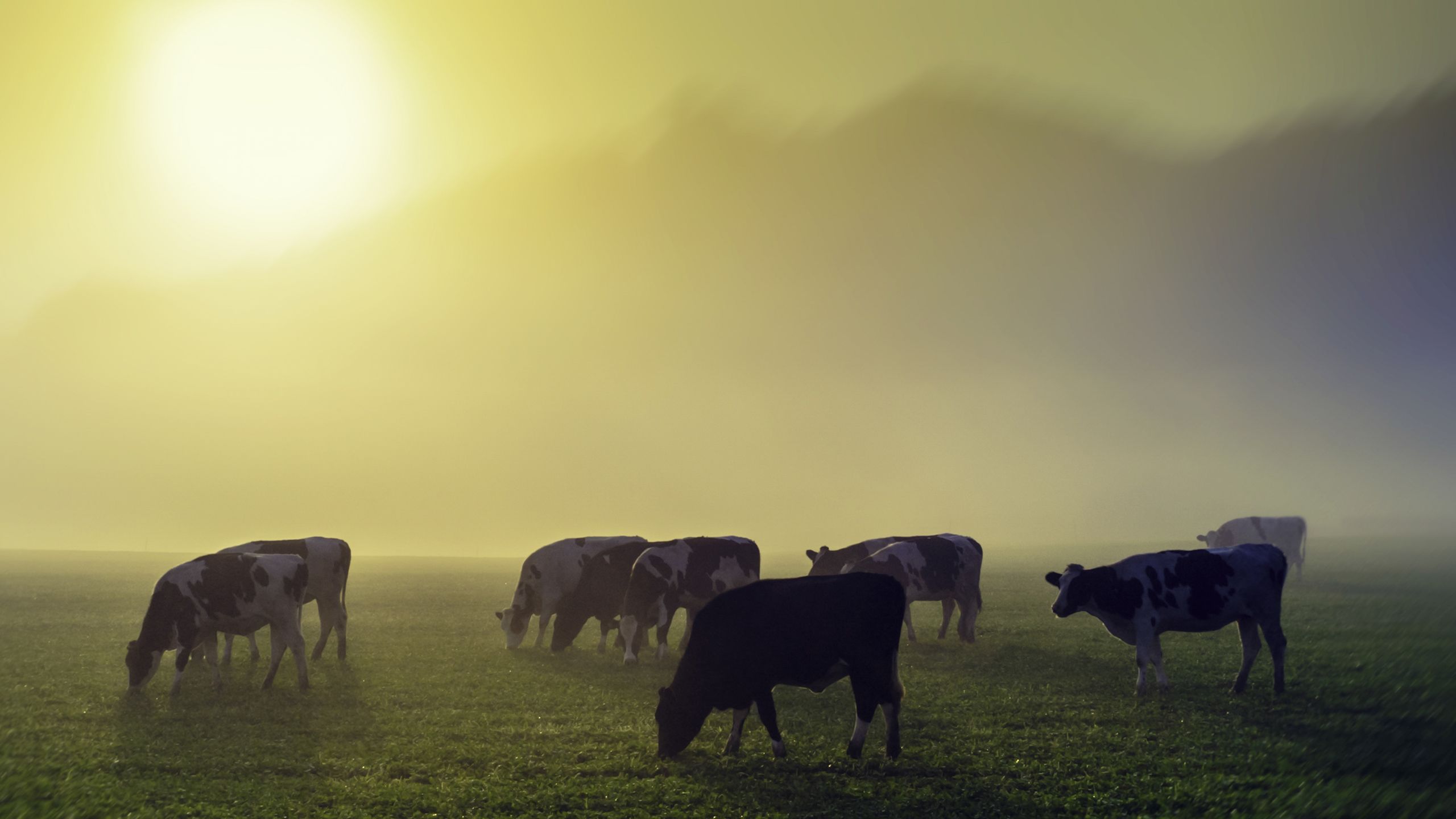 Cows in a field