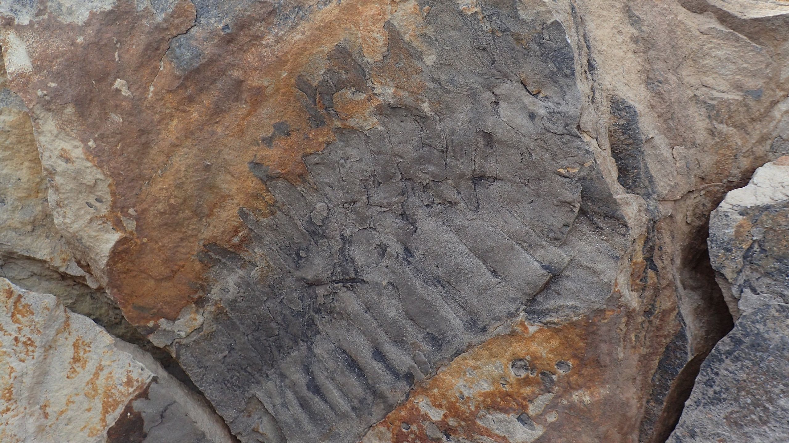 Fossilised remains of the giant arthropod Arthropleura