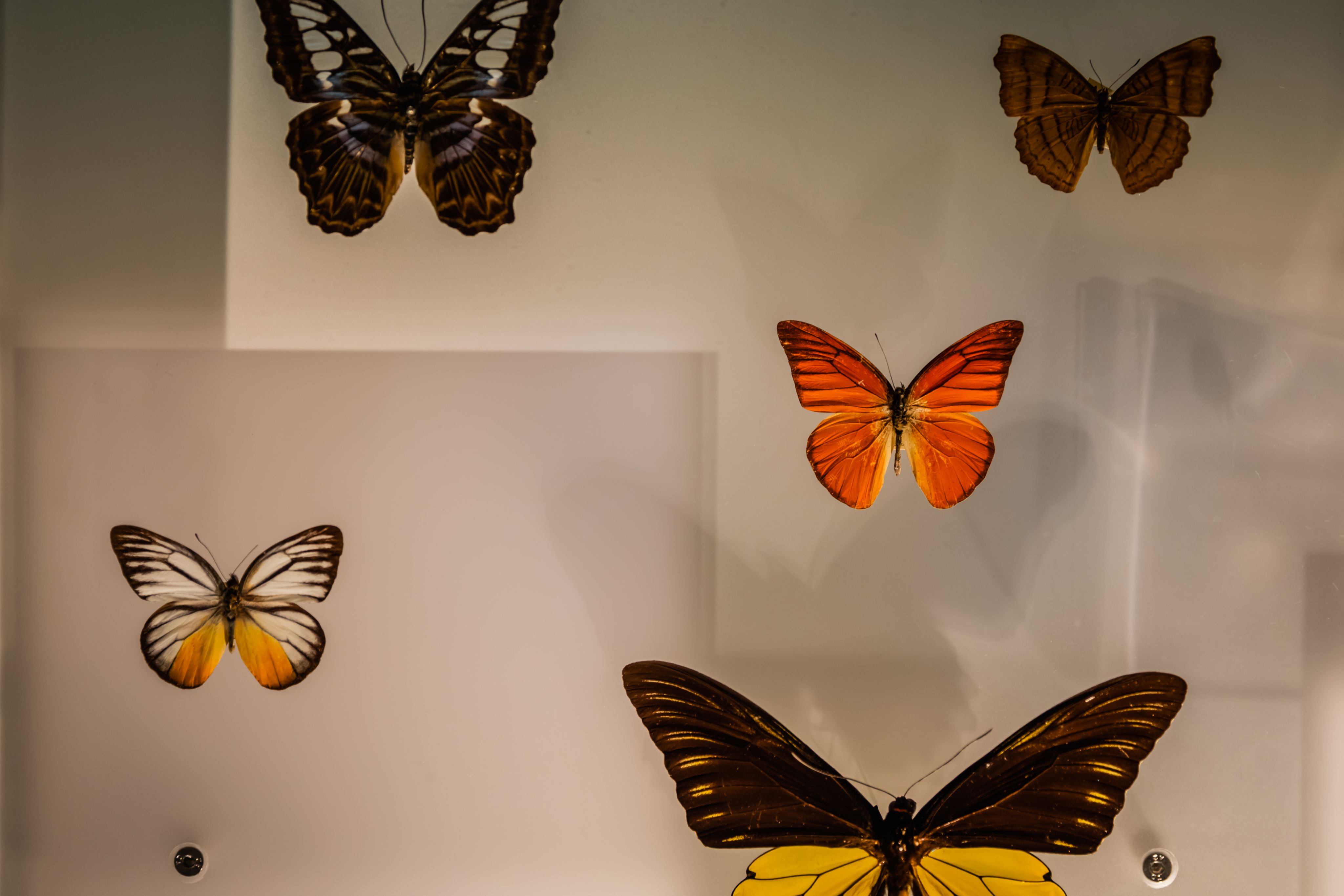 Butterfly specimens from the Museum of Zoology. Credit: Lloyd Mann.