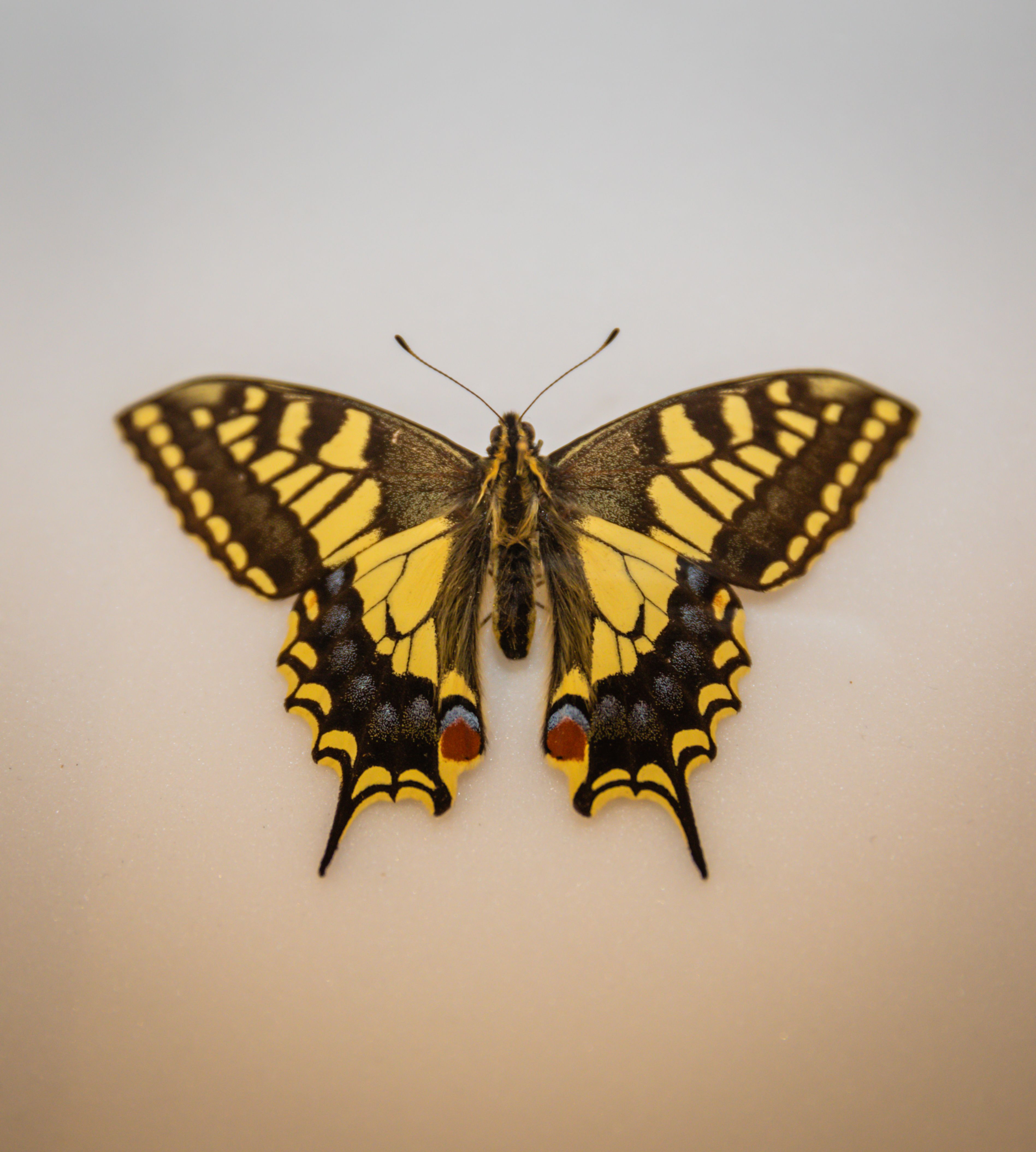 A Swallowtail specimen from the Museum of Zoology.