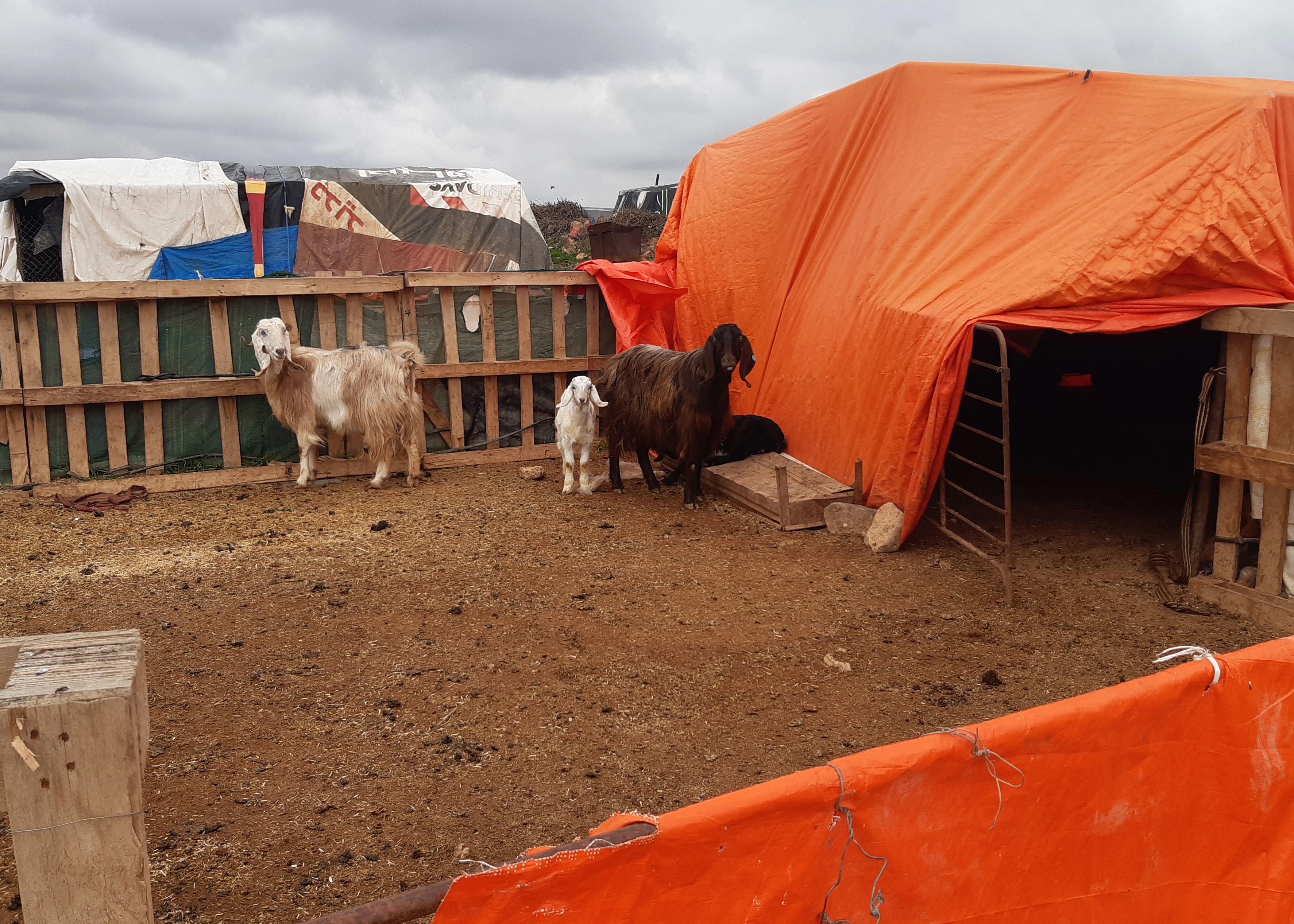 Sheep in an informal tented settlement