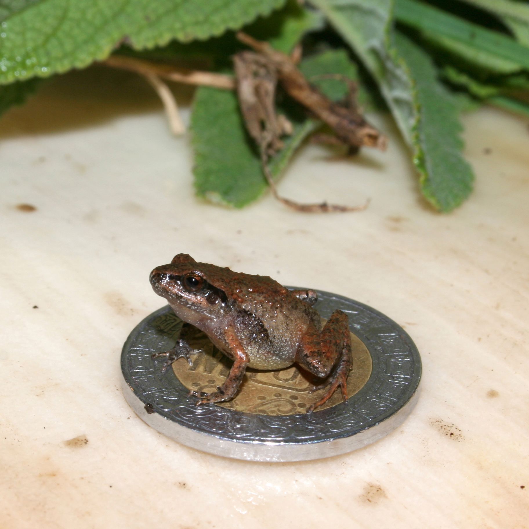 Craugastor cueyatl on a Mexican coin