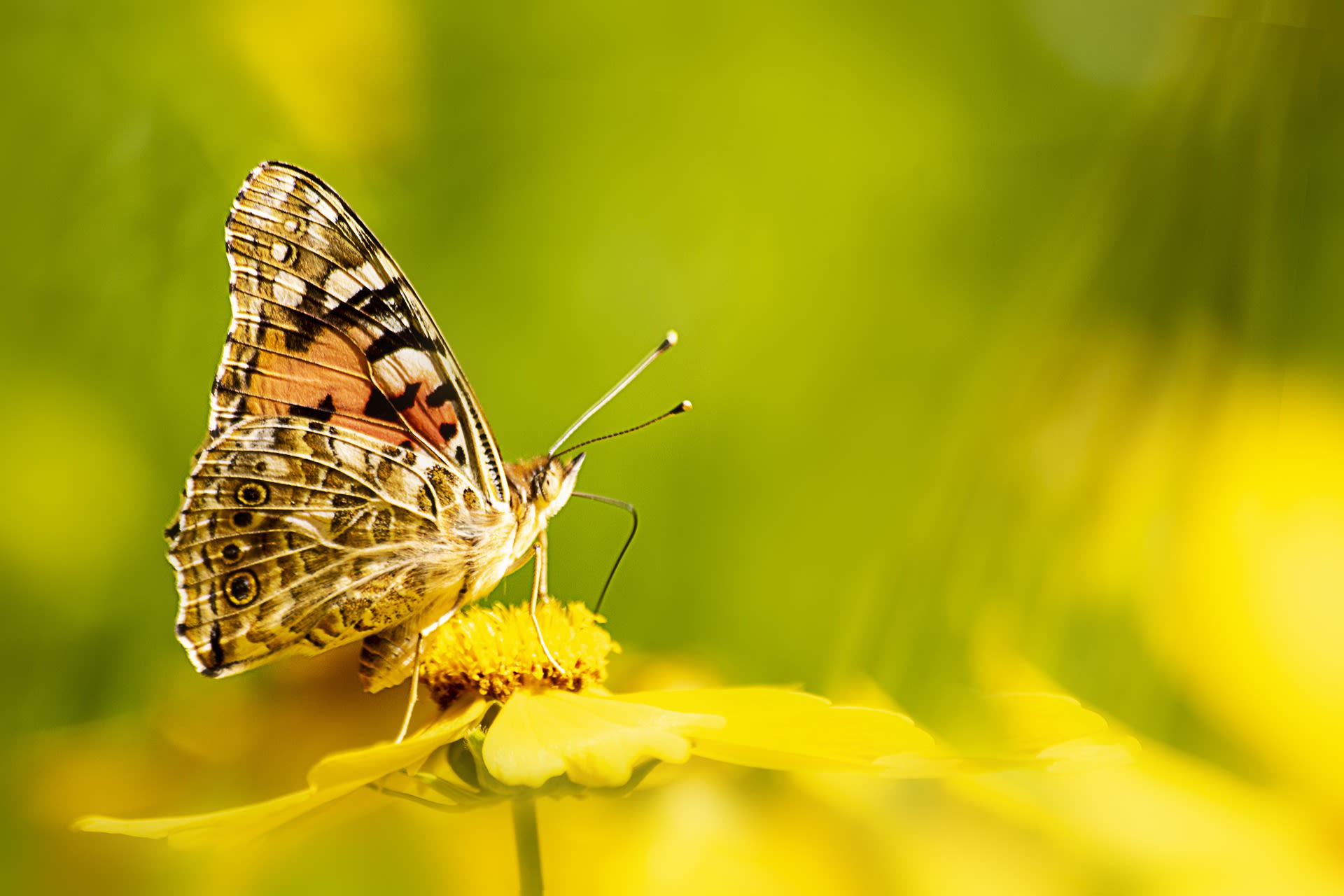 Butterfly on a flower