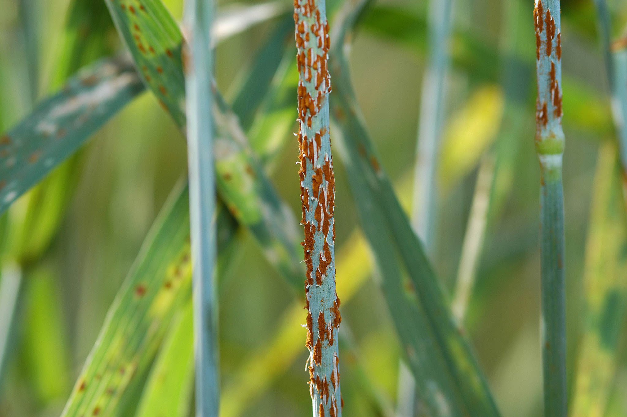 Wheat stem rust