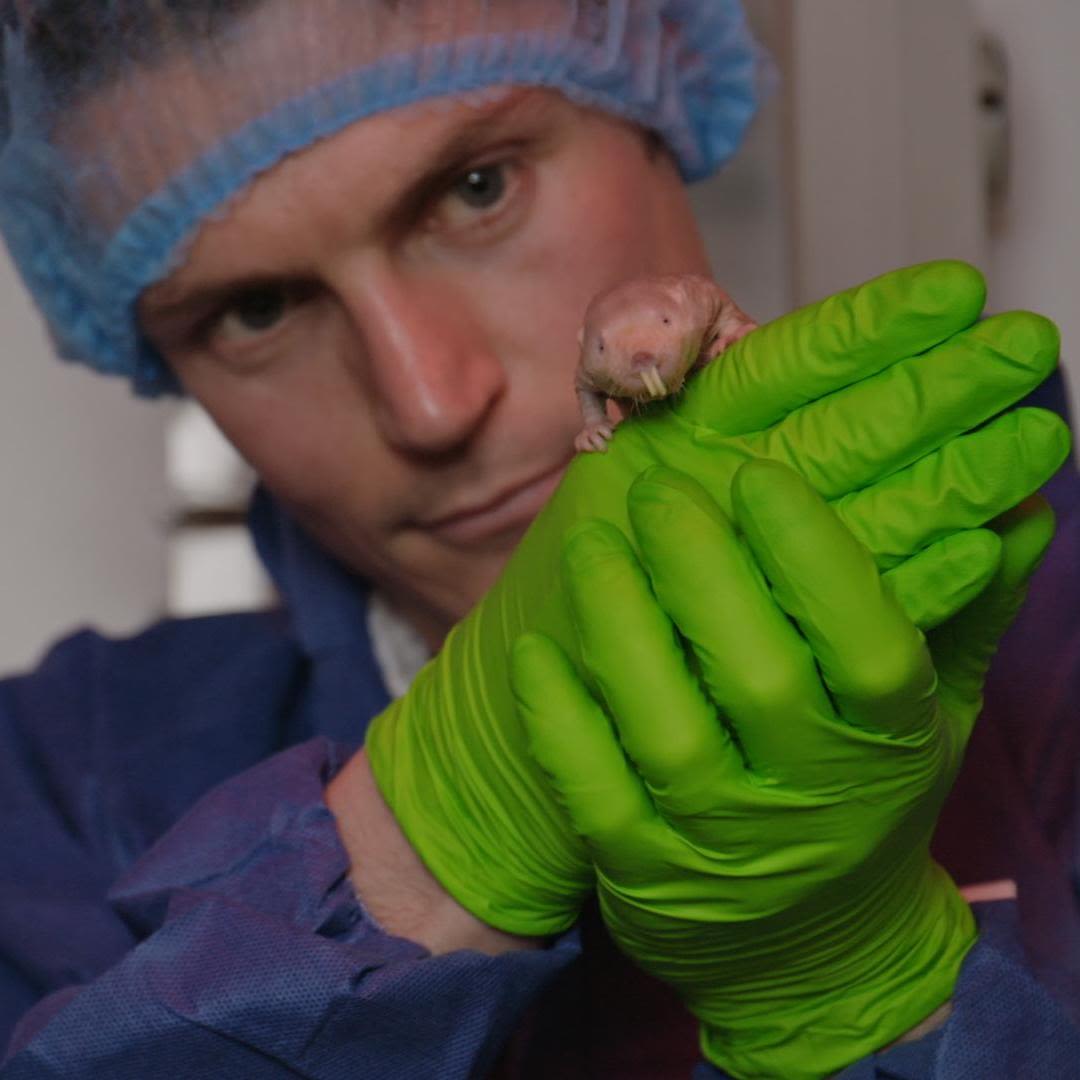 Close-up of Ewan holding a naked mole rat in laboratory attire, comprising of blue cover gown, disposable cap and bright green gloves.
