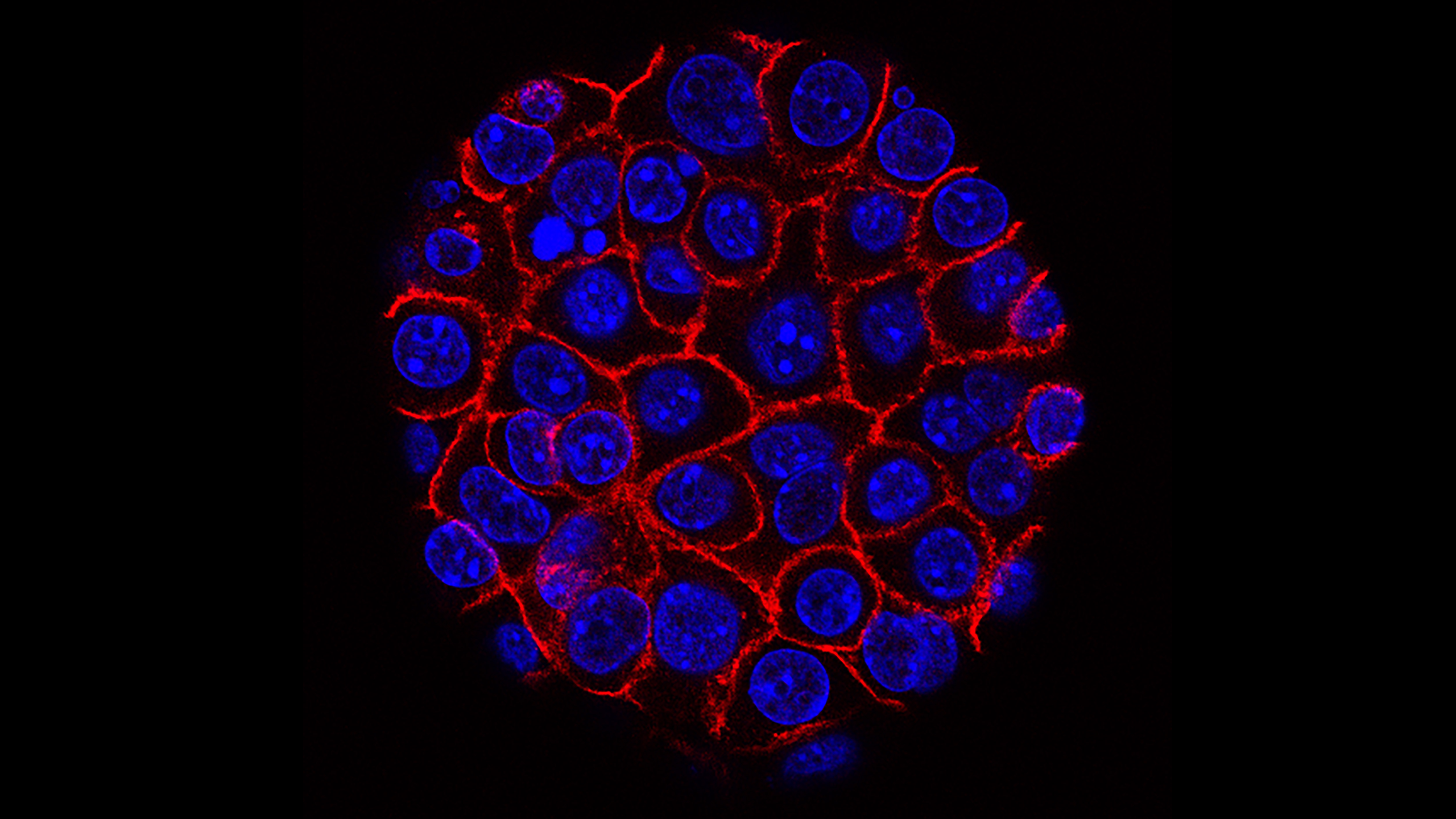 Stem cell