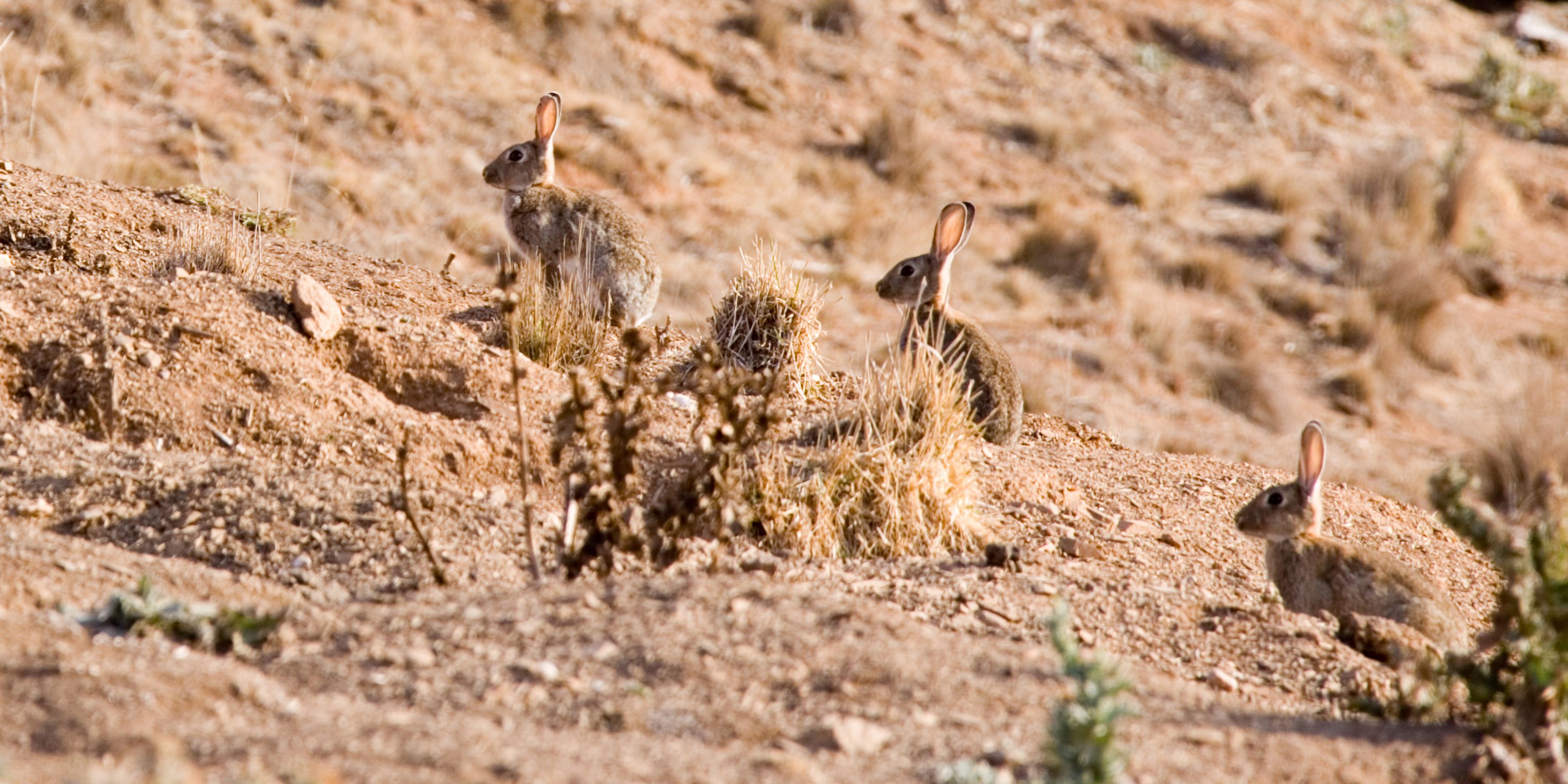 Wild rabbits in a dry Australian landscape. Photo: John Schilling via Flikr