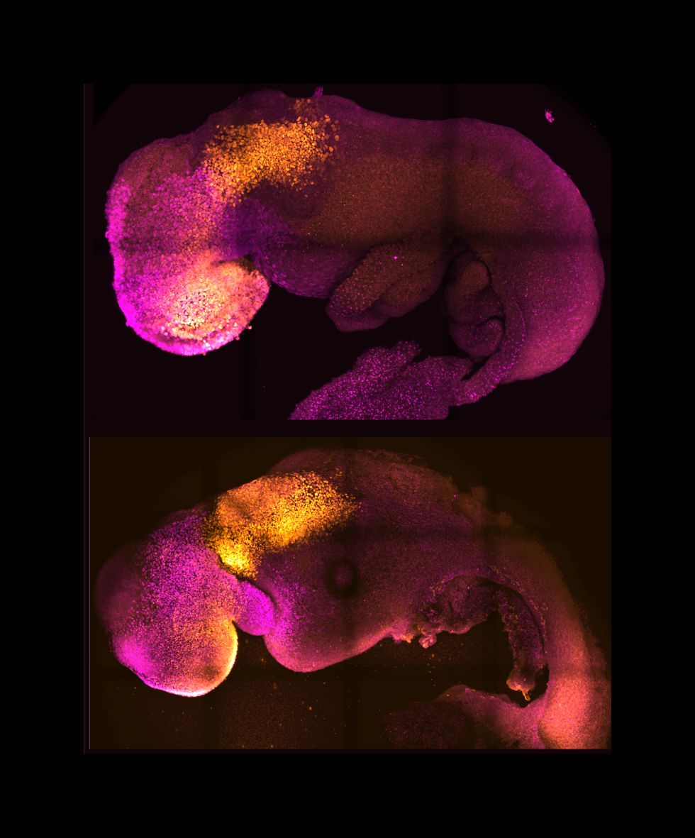 Natural (top) and synthetic (bottom) embryos side by side to show comparable brain and heart formation. Image credit: Amadei and Handford