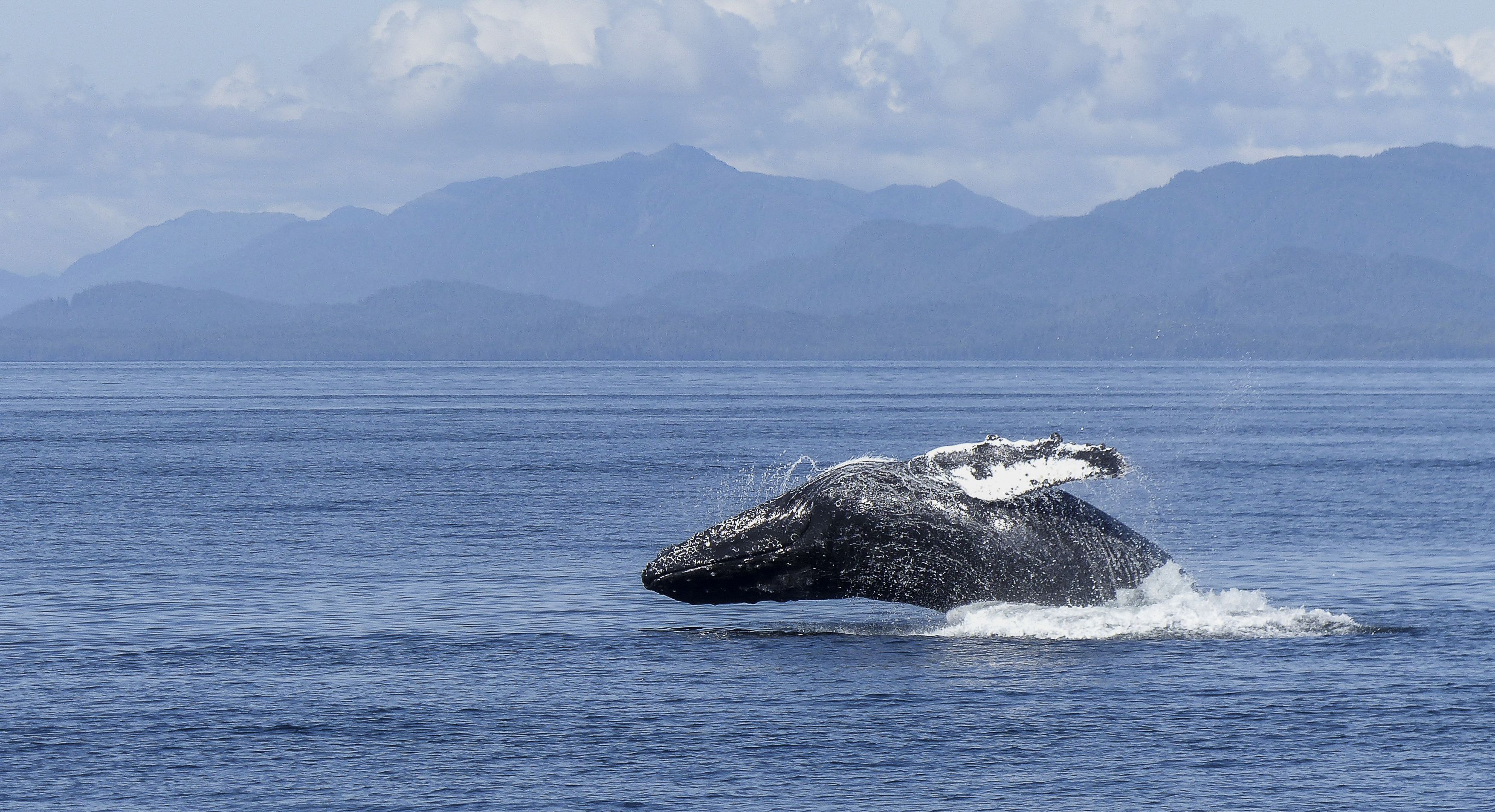 Humpback Whale. Credit Todd Cravens on Unsplash. 