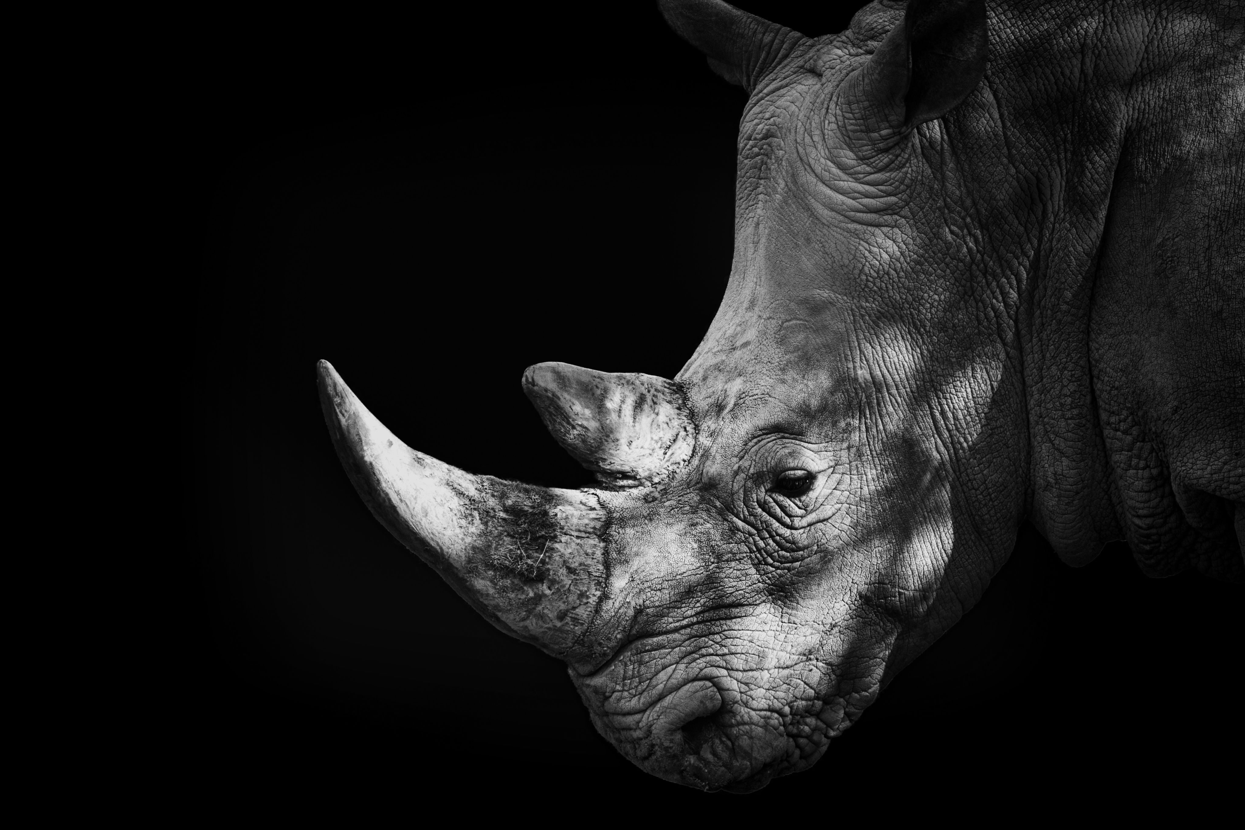 Rhino by Malcolm MacGregor, Getty
