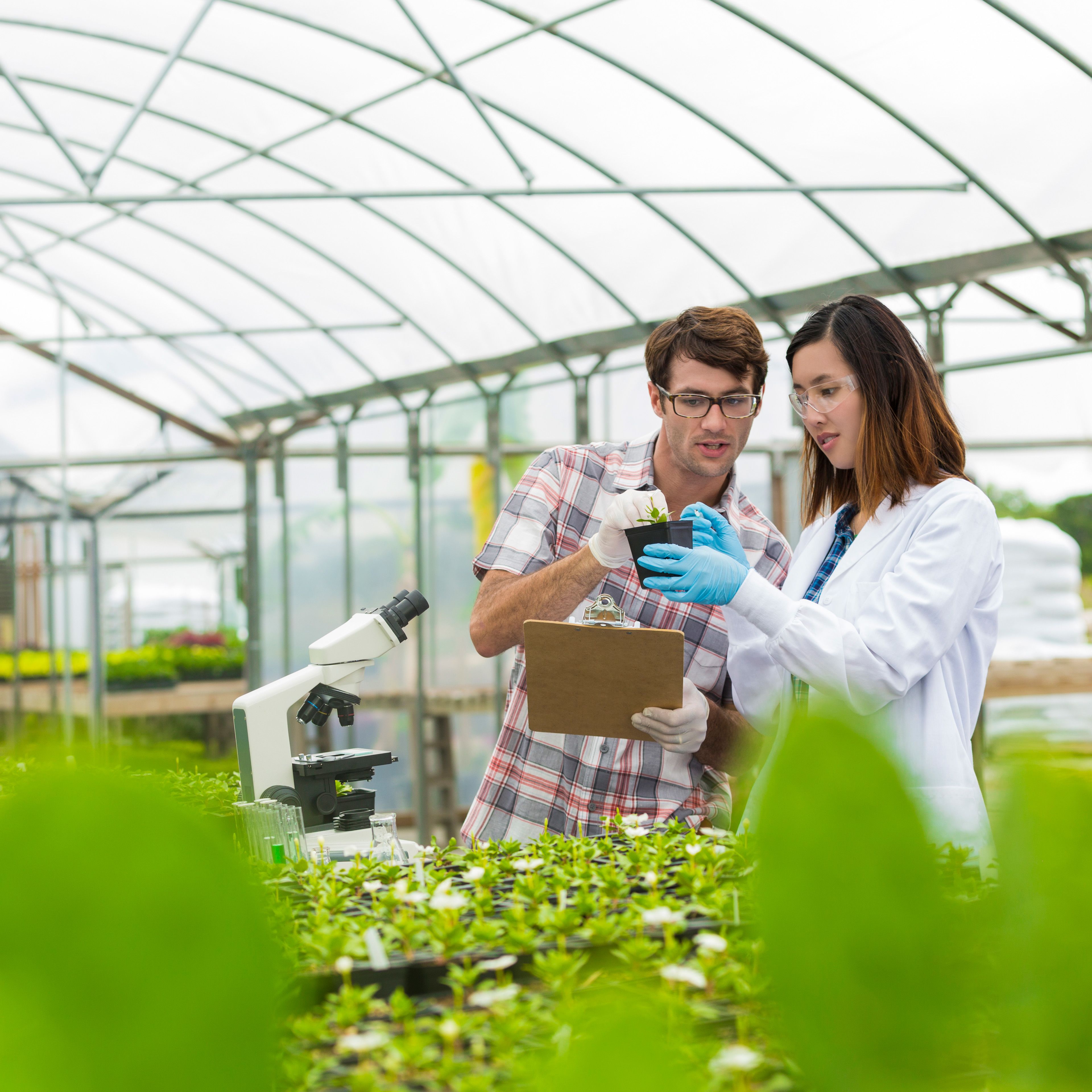 Adult male and asian female scientist. They are studying plants inside of a greenhouse. They have their equipment with them, Their microscope and test tubes for samples. Plant leaves in the foreground.