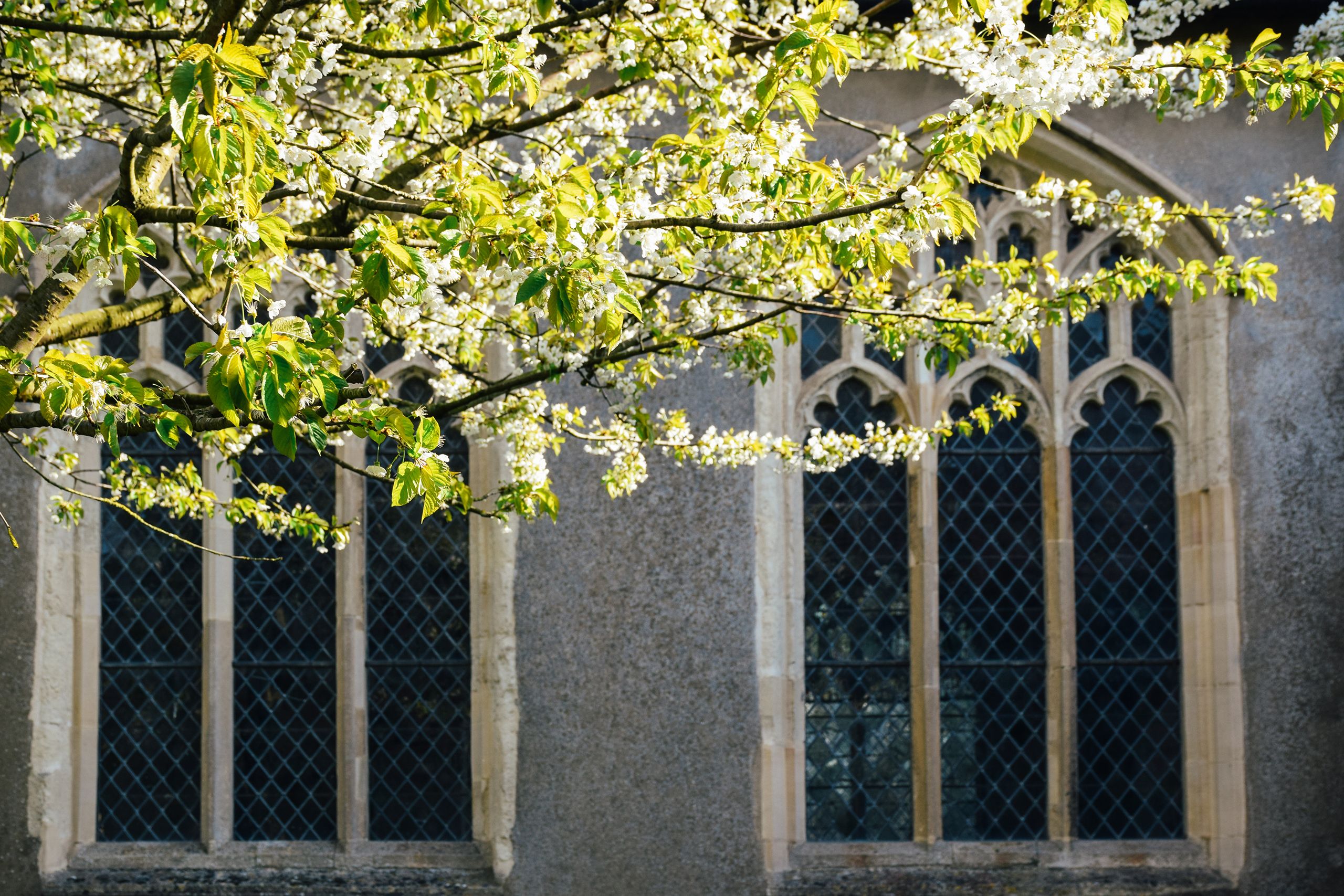 Blossom on tree outside church