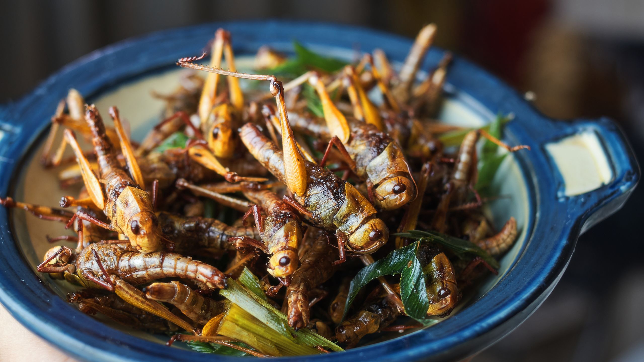 deep fried locusts