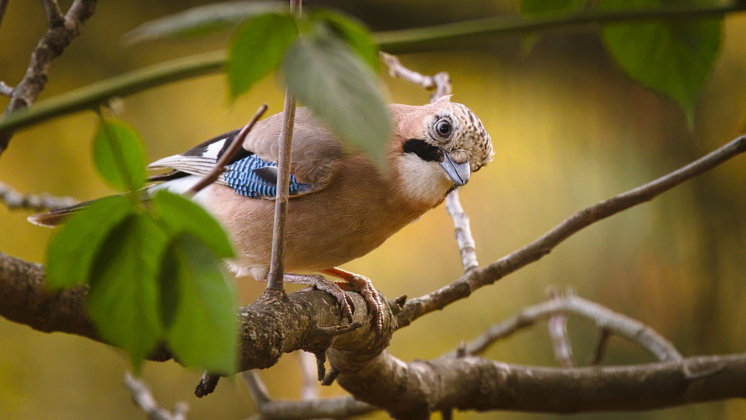 Common Jay bird with walnut on pond