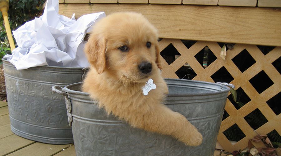 Puppy in a bucket