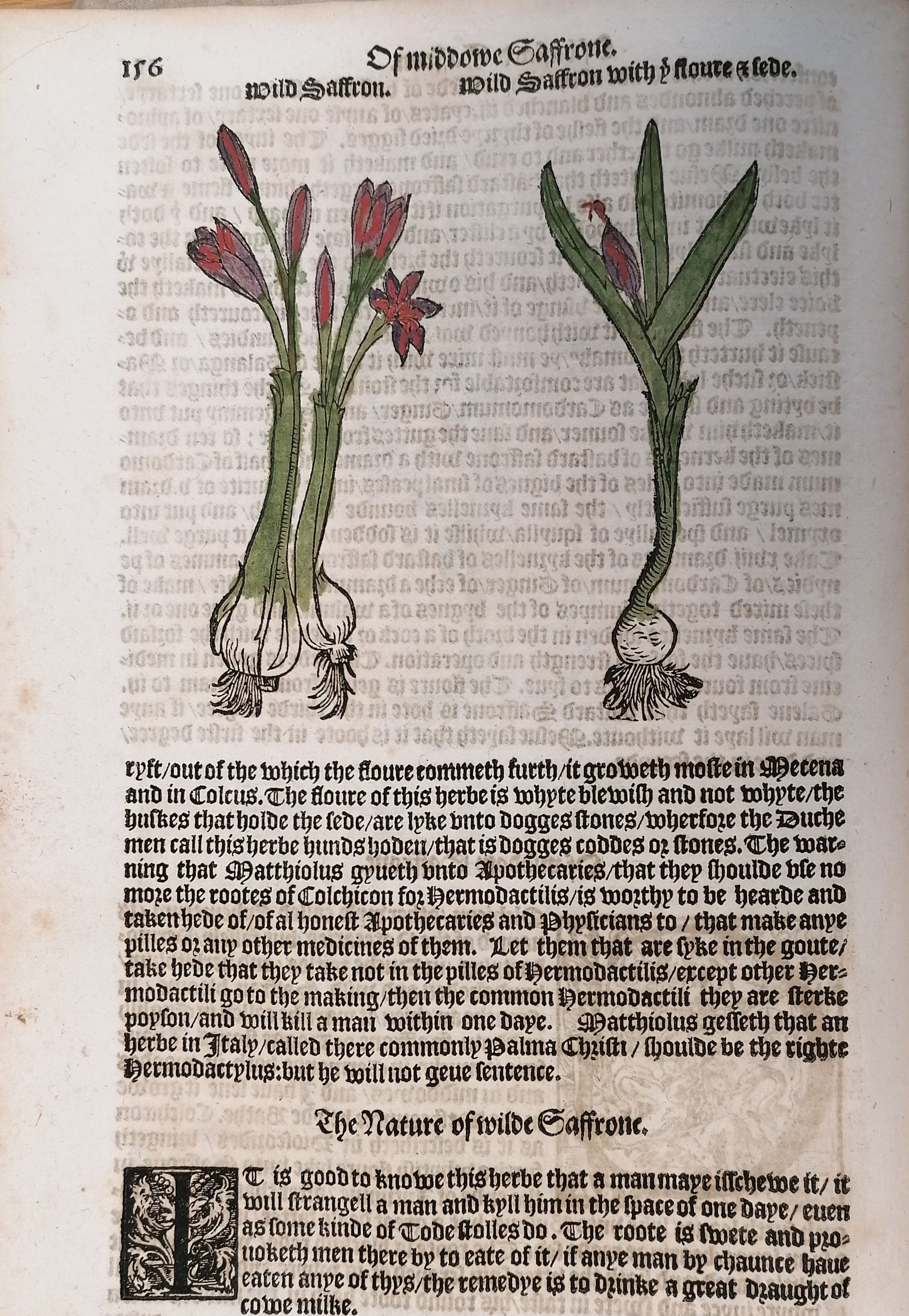 A page from a printed book. The top half shows two woodcuts of meadow saffron, which have been coloured.