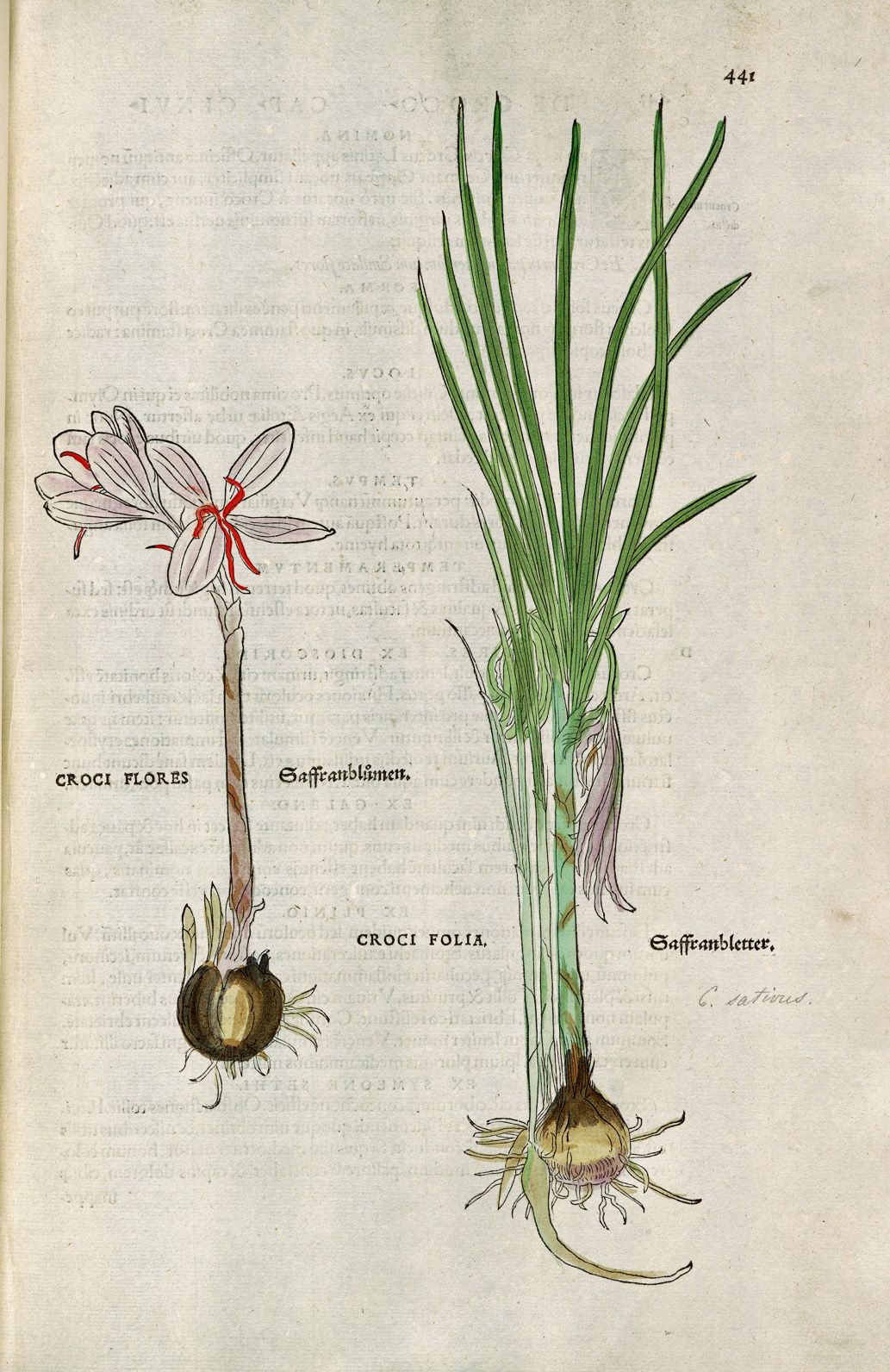 A coloured in selection of two woodcuts of saffron.