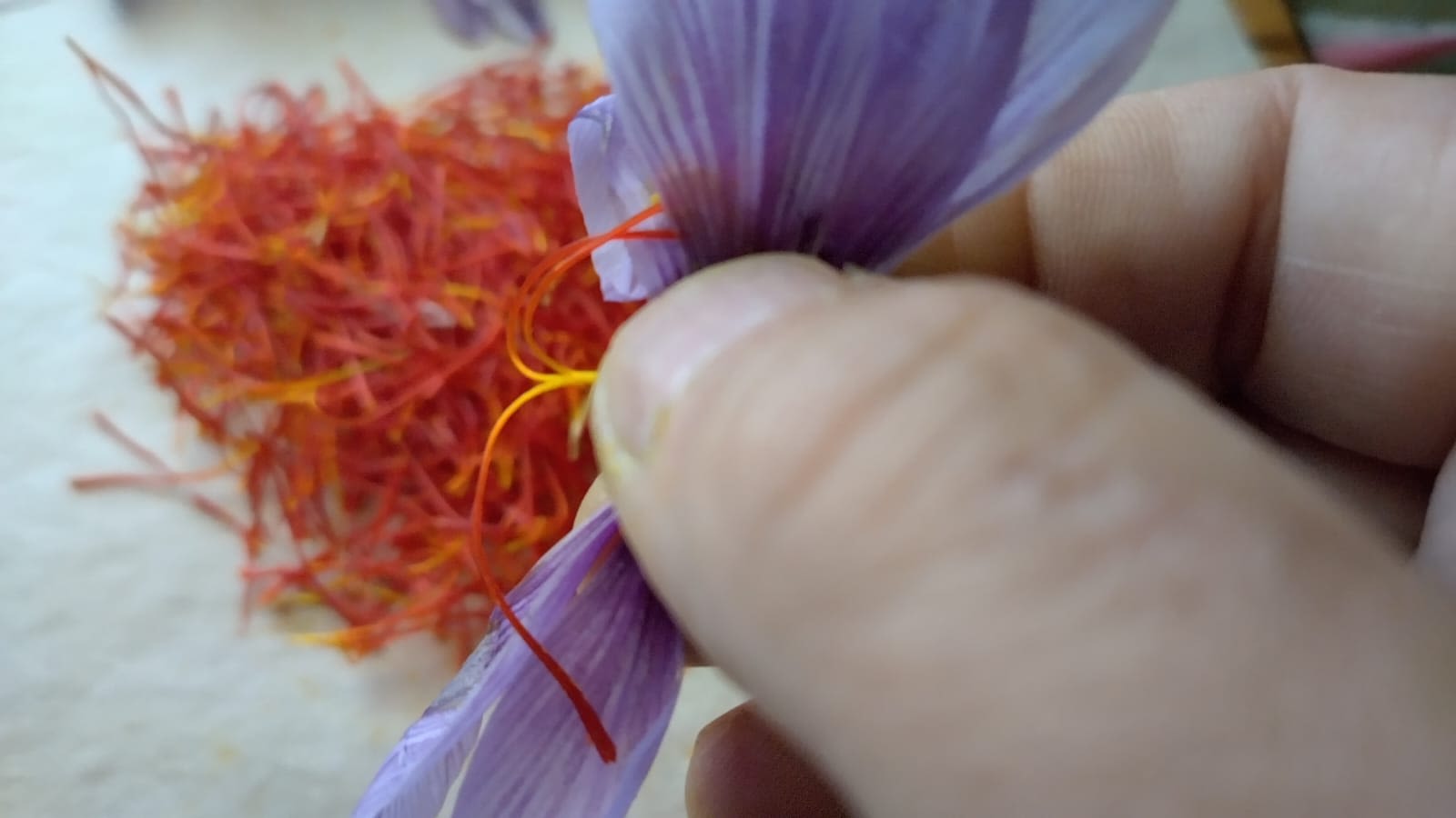 A finger and thumb in close focus holding a purple flower. In the background is a pile of red saffron stems.