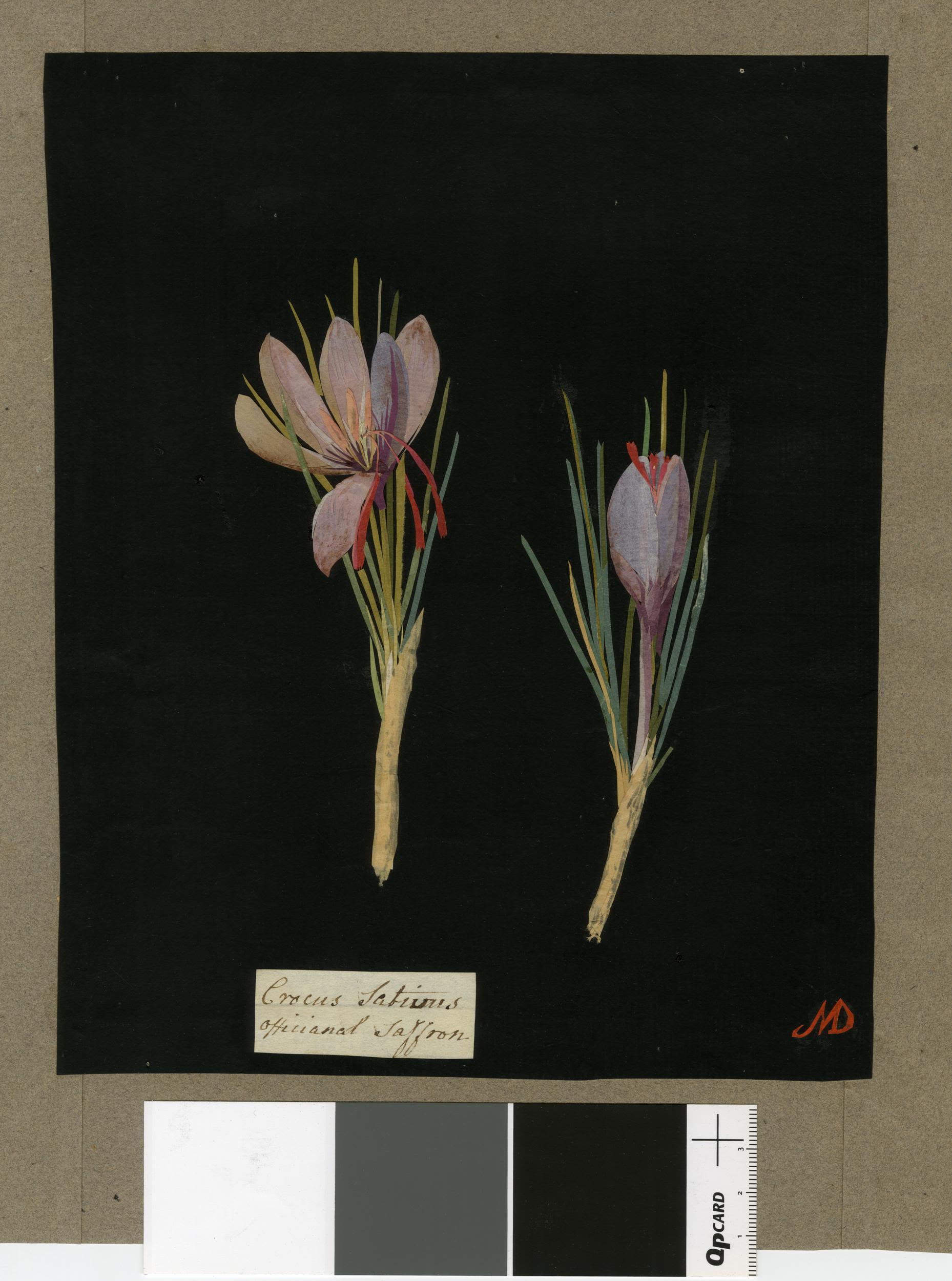 A collage of purple crocus flowers with bright red stems on a black background.