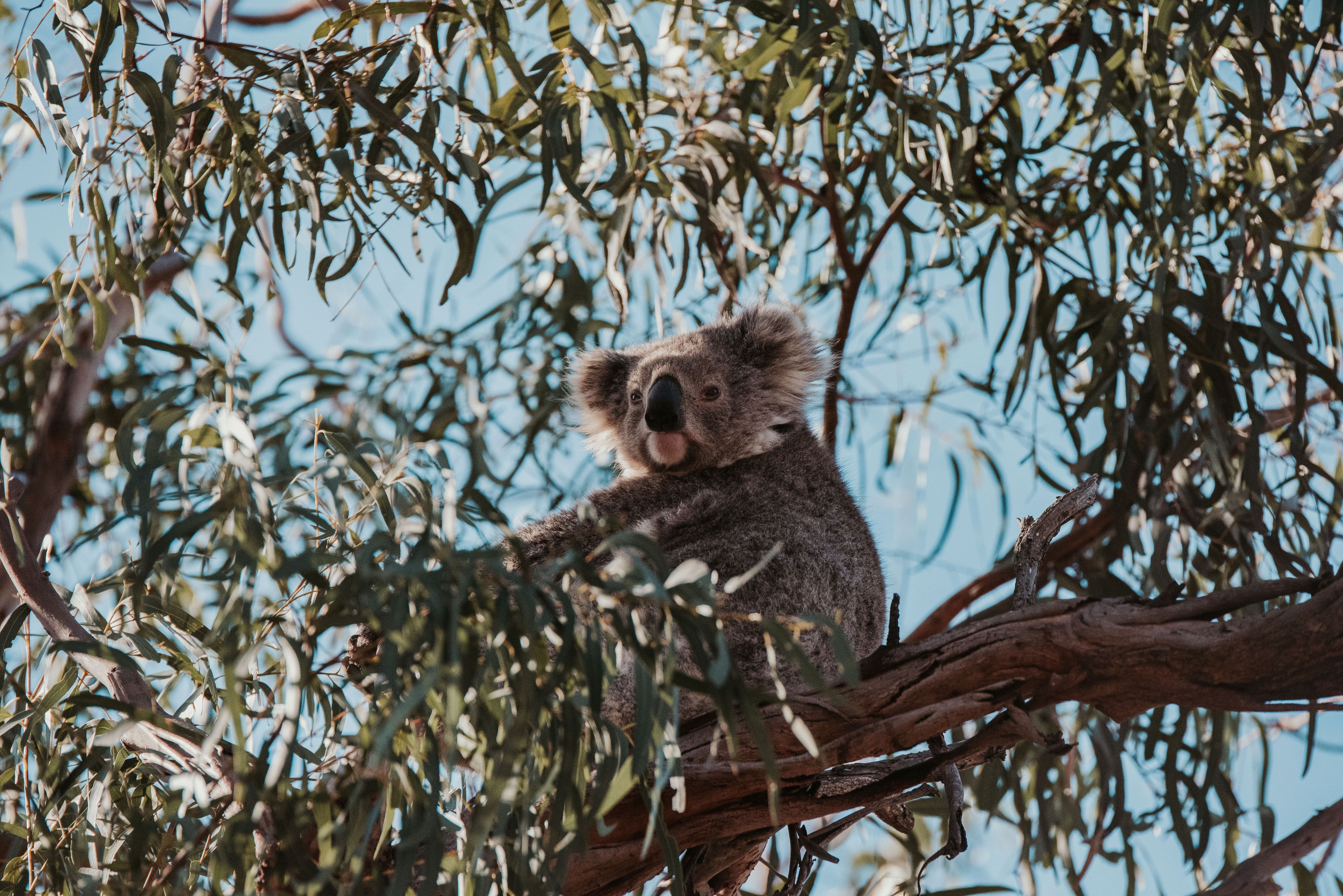 koala on tree during daytime