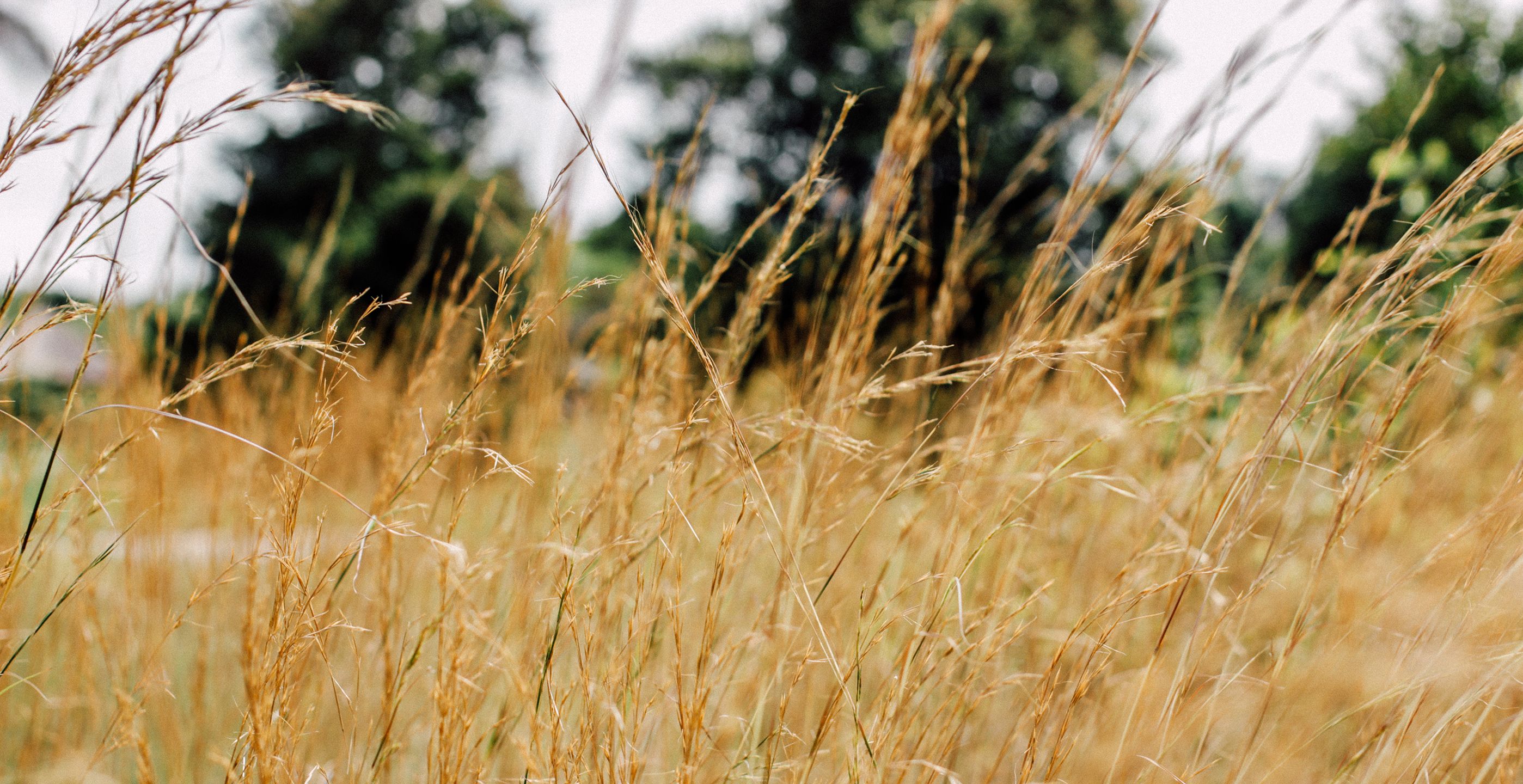 Wheat field