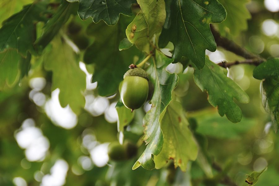 Acorn and oak leaves